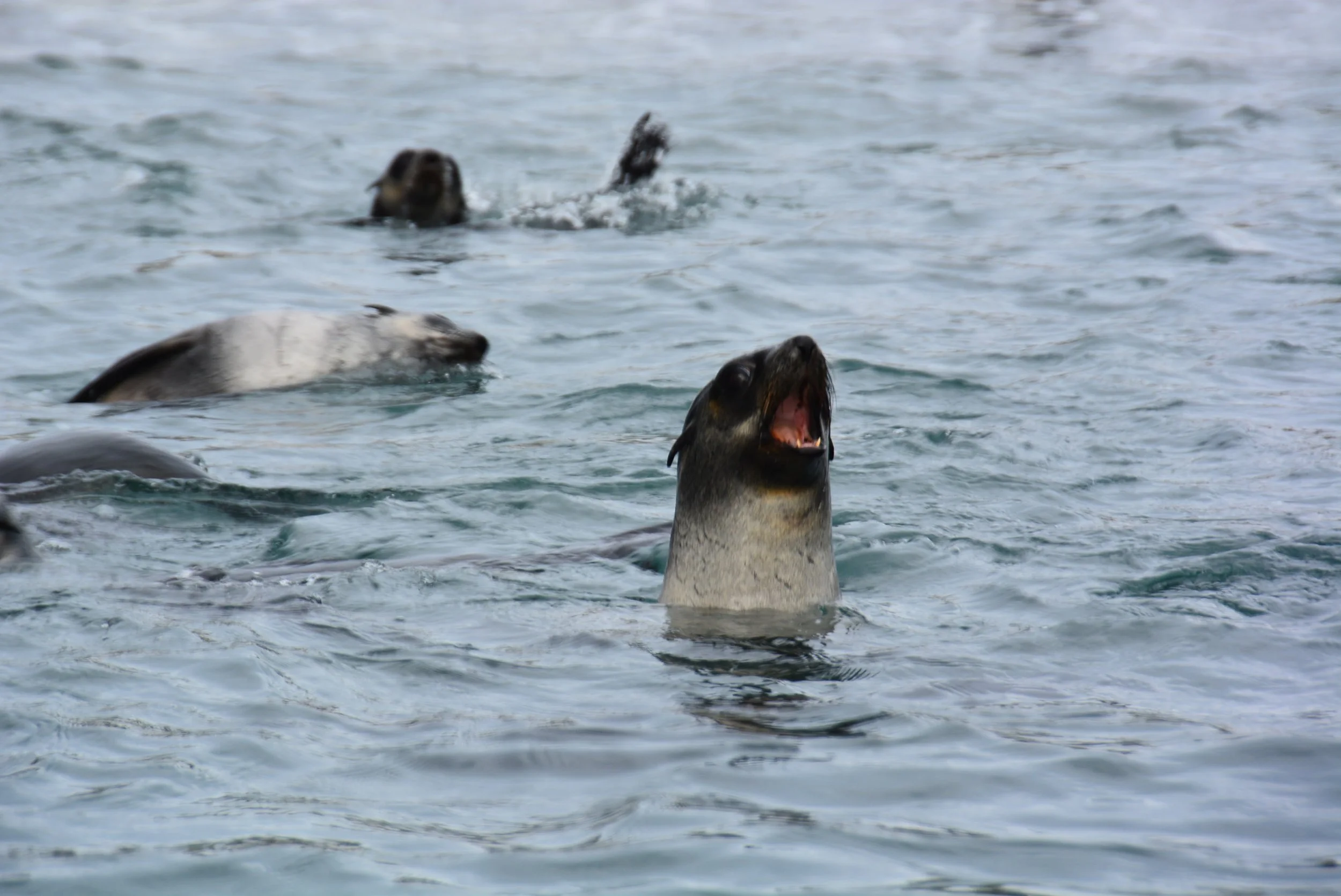 Baby Fur Seals playing in the surf at Salisbury Plains - South Georgia