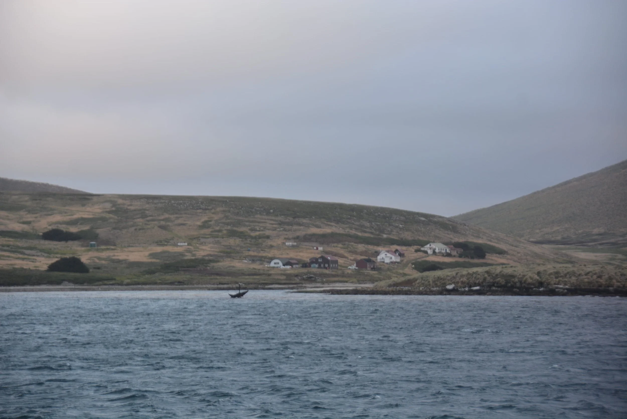 New Island - Falkland Islands