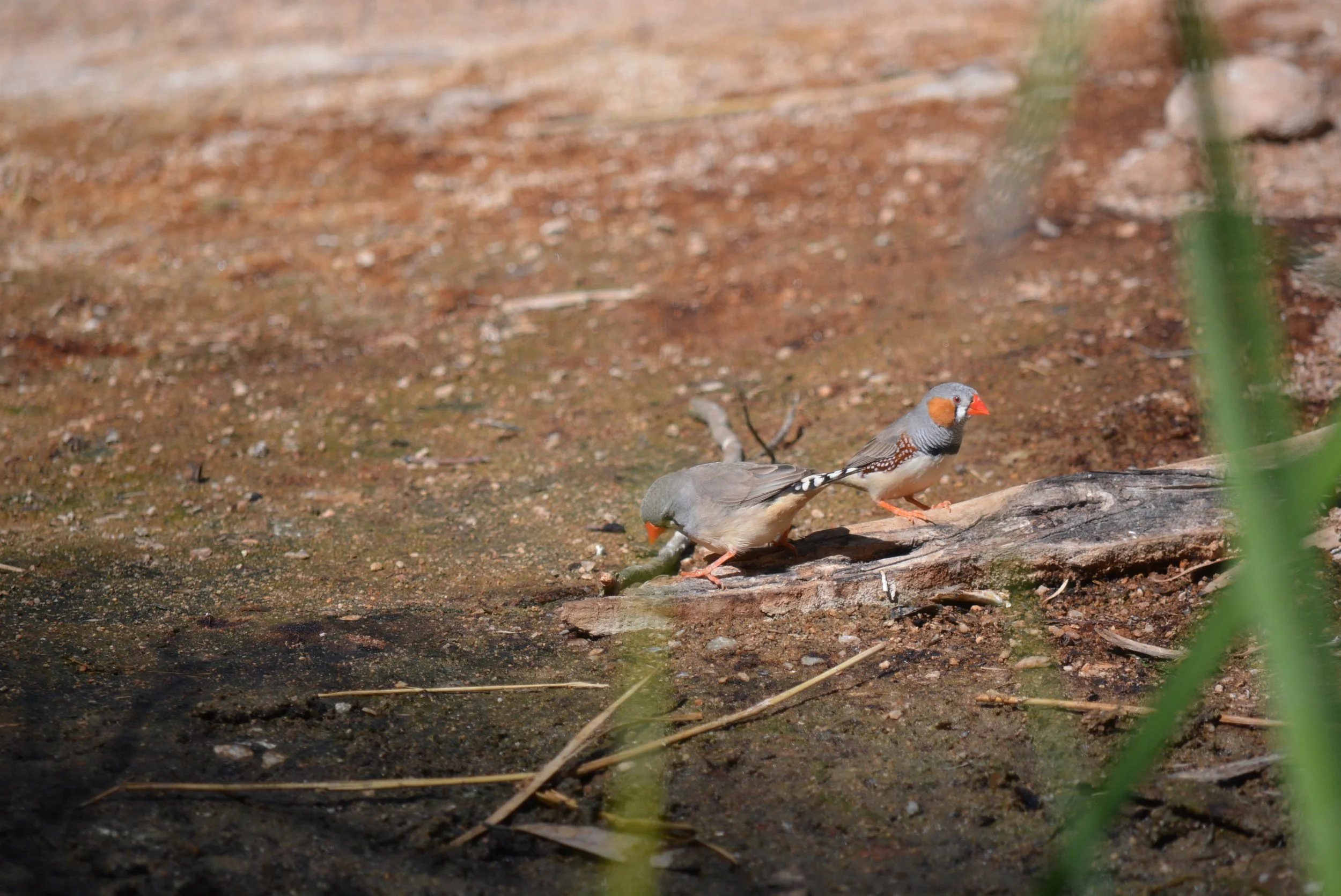 DSC_7527.jpg