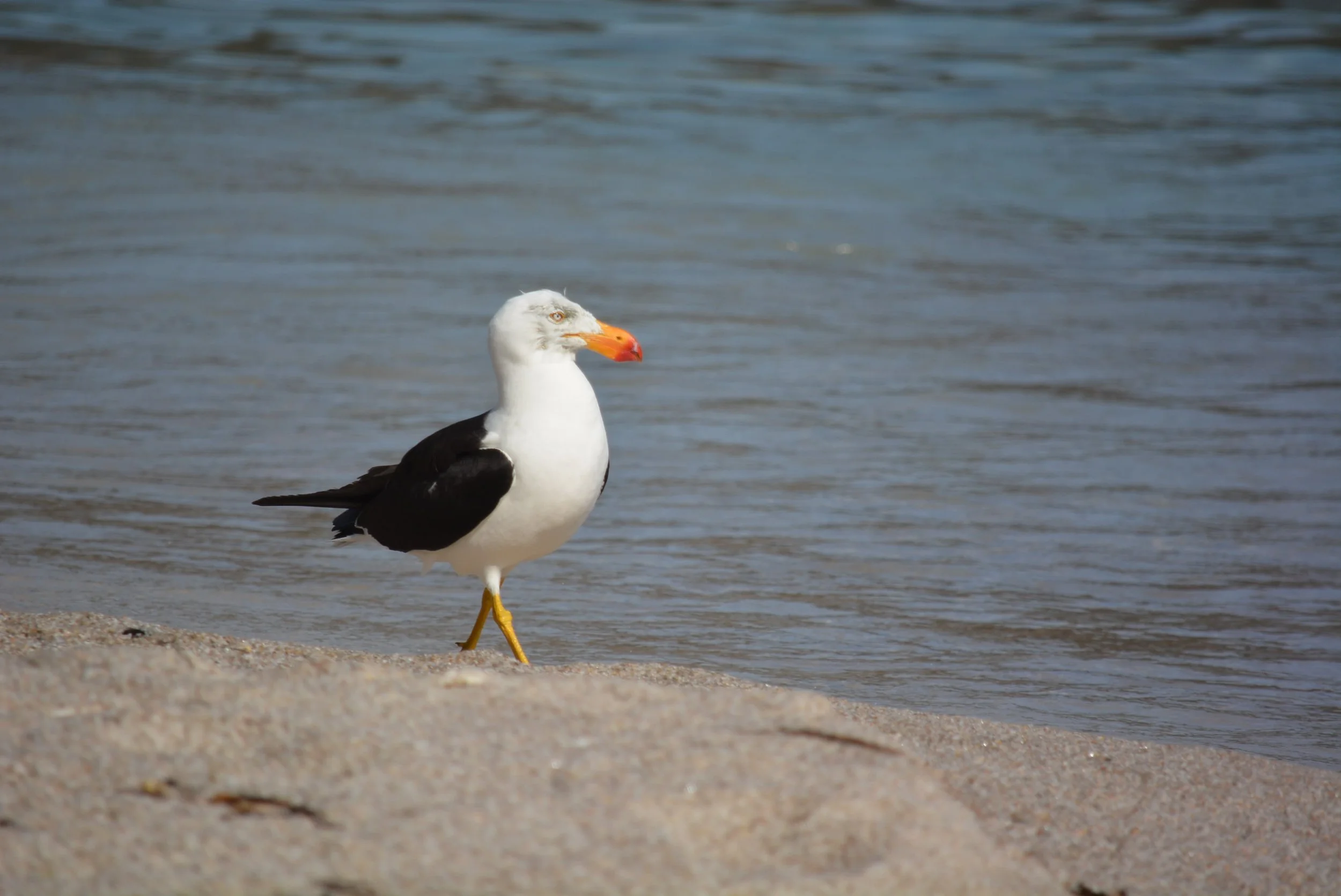 Pacific gull showing off his beak