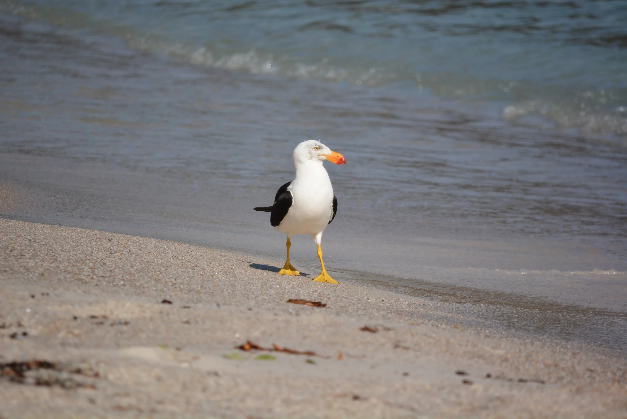 Pacific Gull just strutting around