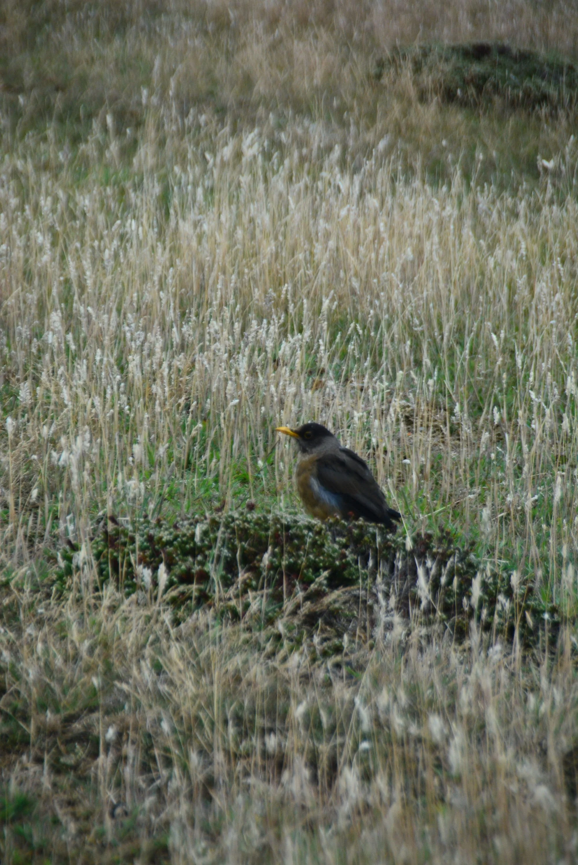 DSC_0140.jpg