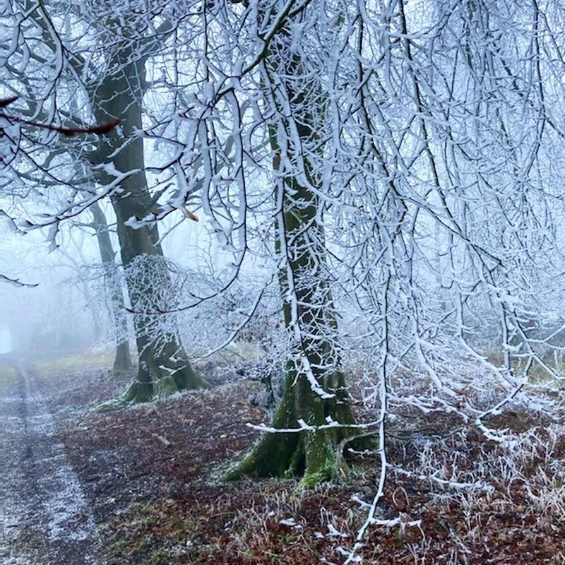 Magical New Year&rsquo;s Day