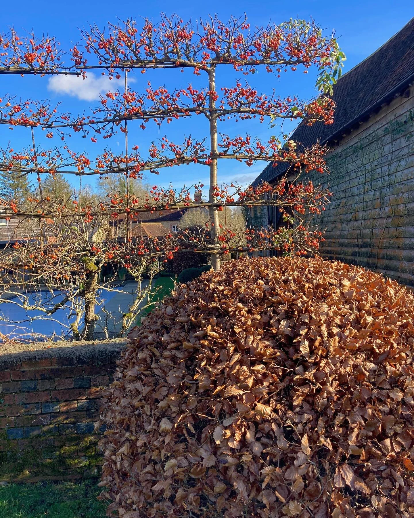 Lovely pleached crabapples on blue sky