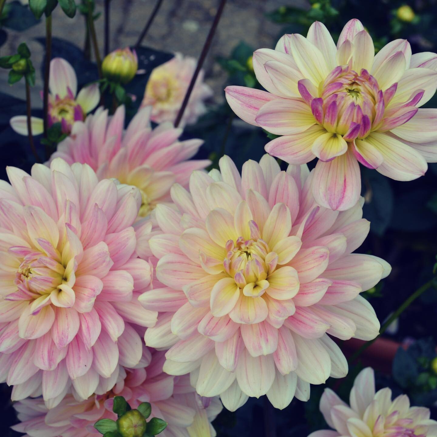 Dahlia inspiration from @rhswisley 

I took these a few years ago.
Every September they have a flower festival. The national dahlia society have a marquee full of dreamy dahlias! 
.
.
.
#dahlia #dahliaseason #wisley #wisleygardens #floralinspiration 