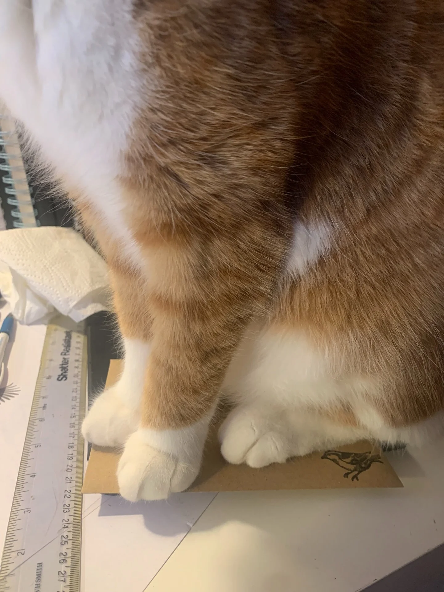 Harry can sit anywhere but he chooses to sit on my orders. 🐈