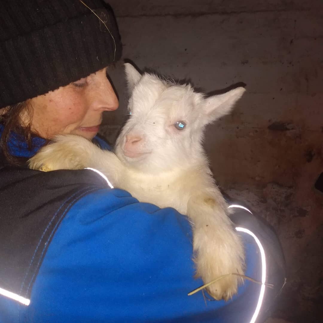 Meet my little friend Kiam 😍.

#lappgoat #lappgeiten#lappgetter #lifeonthefarm #farmlifebestlife #mylittleboy #myfriend #cuteanimals #schattigedieren #boerderijleven #mosj&ouml; #mosj&ouml;stall