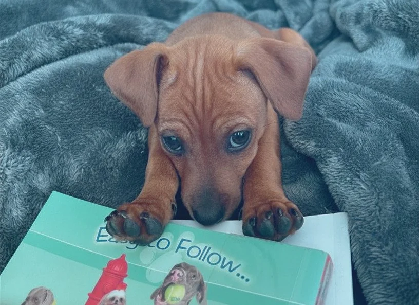 Puppy Life