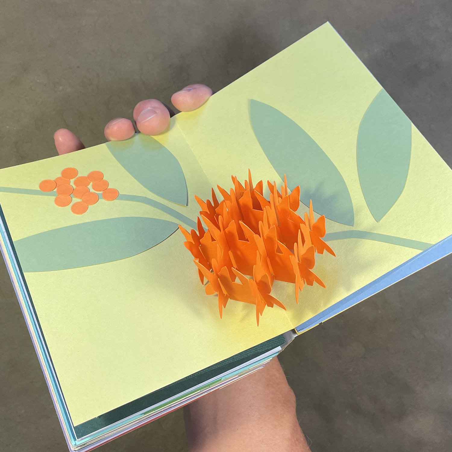 butterflyweed.jpg