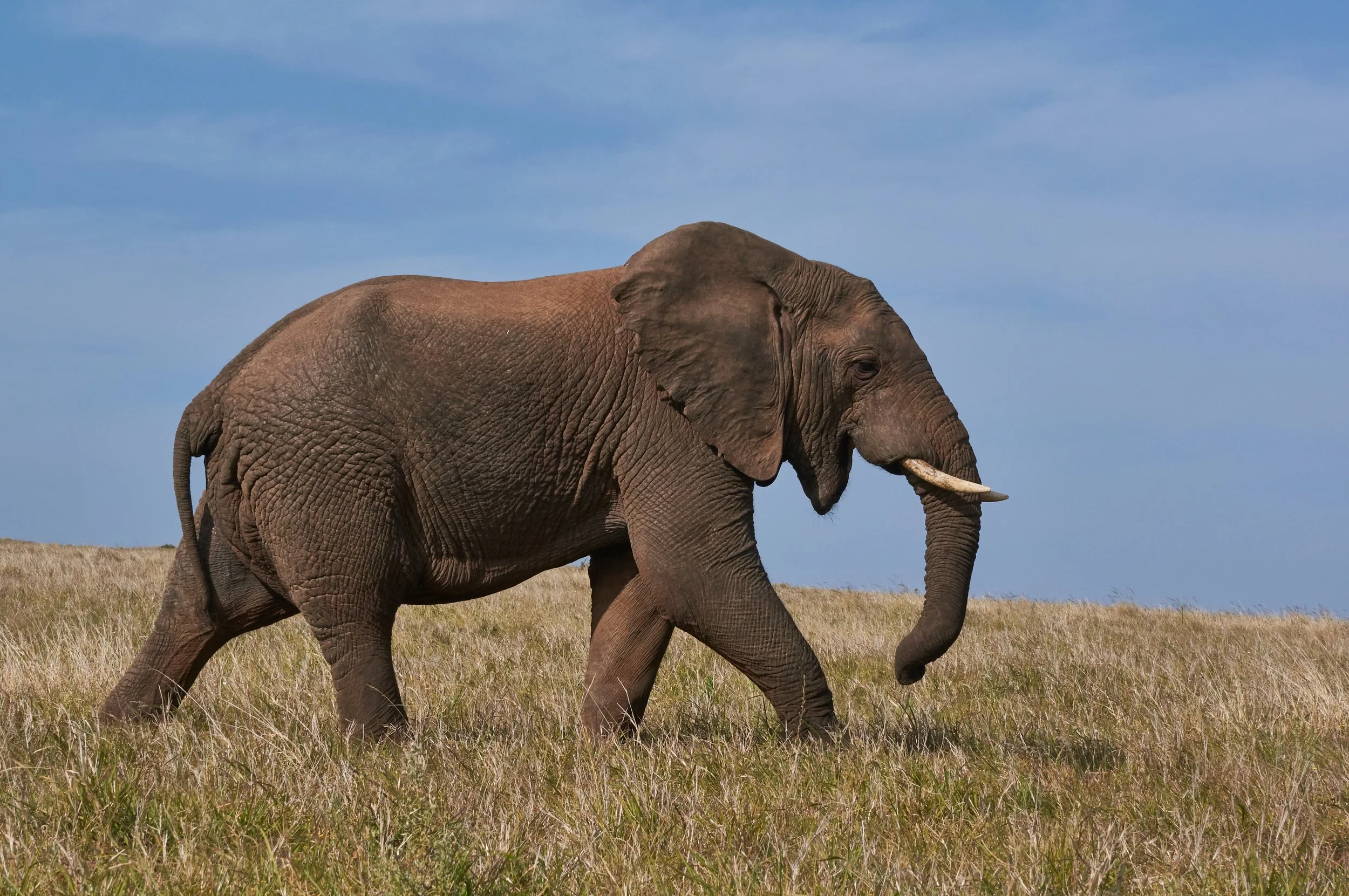 What Do You See When You See an Elephant? (How to Tell Any Story Your Way)
