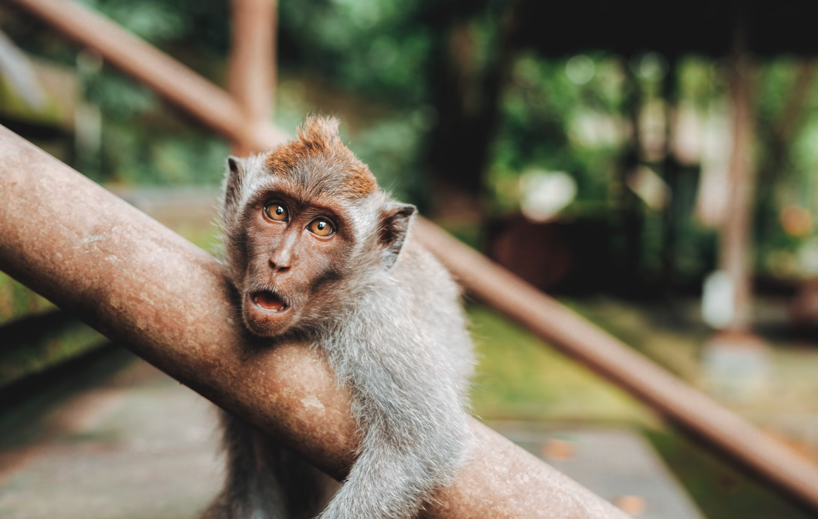 The Monkey Parable (Or, Enough with the Best Practice Shaming!)