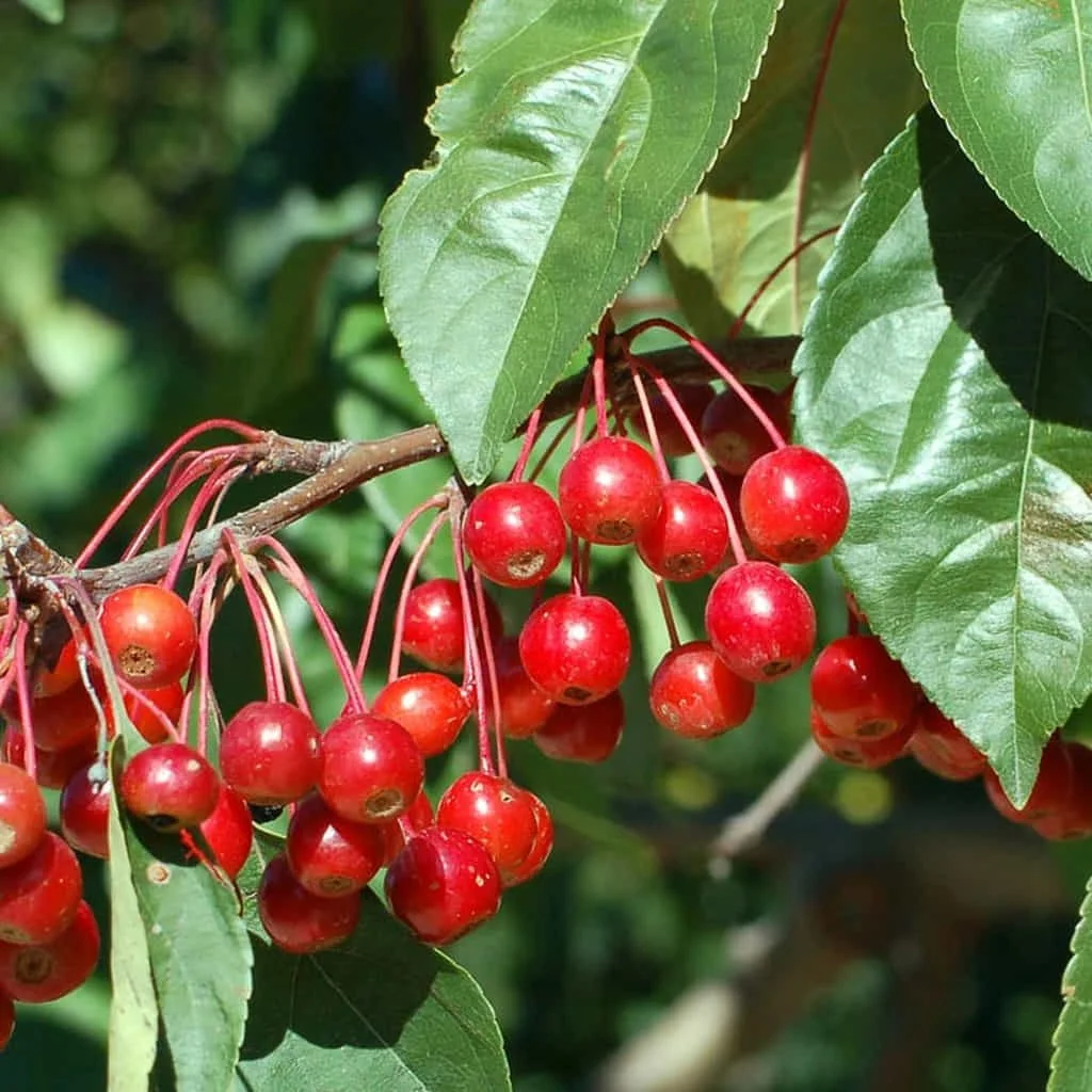 Prairifire Crabapple