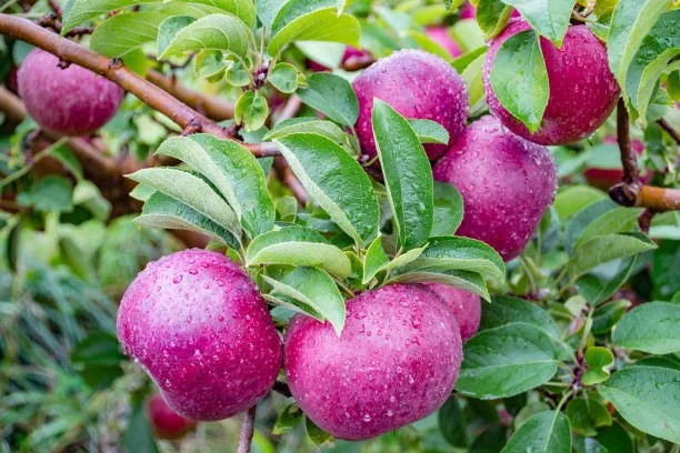 Macoun Apple