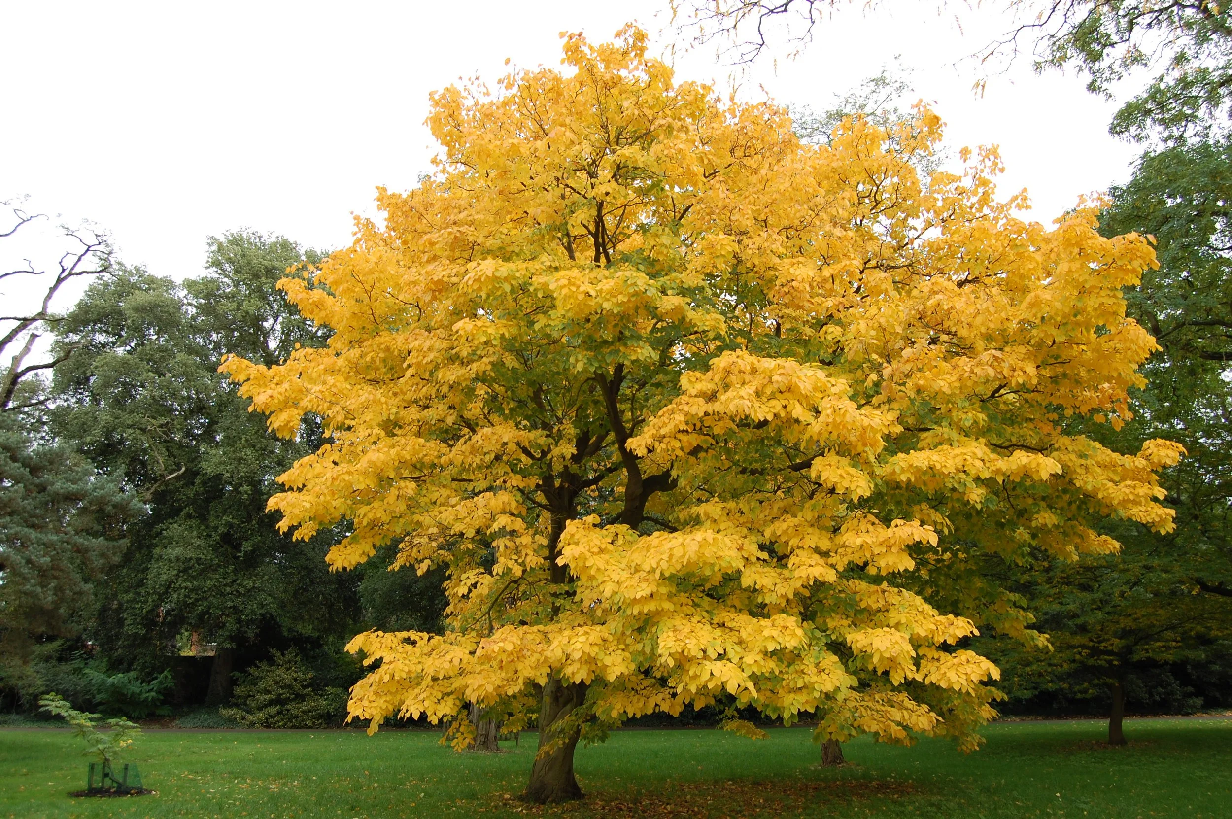 Yellowwood.jpg