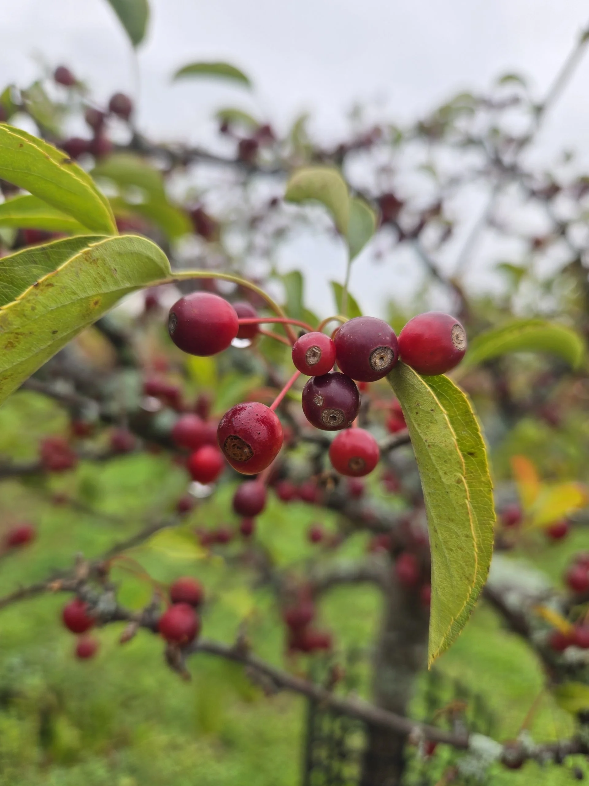 Tina Sargent Crabapple