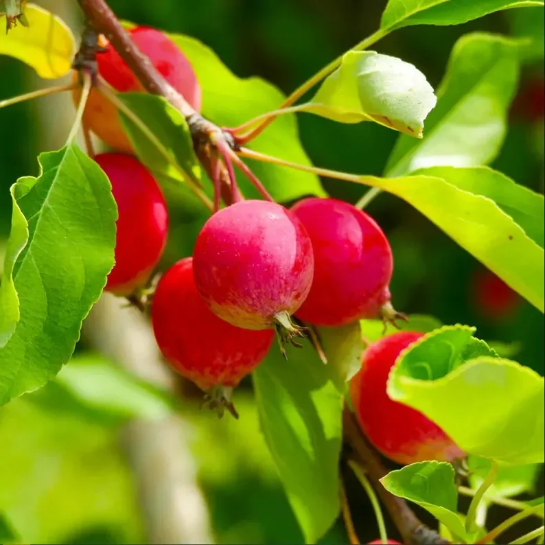 Sargent Crabapple