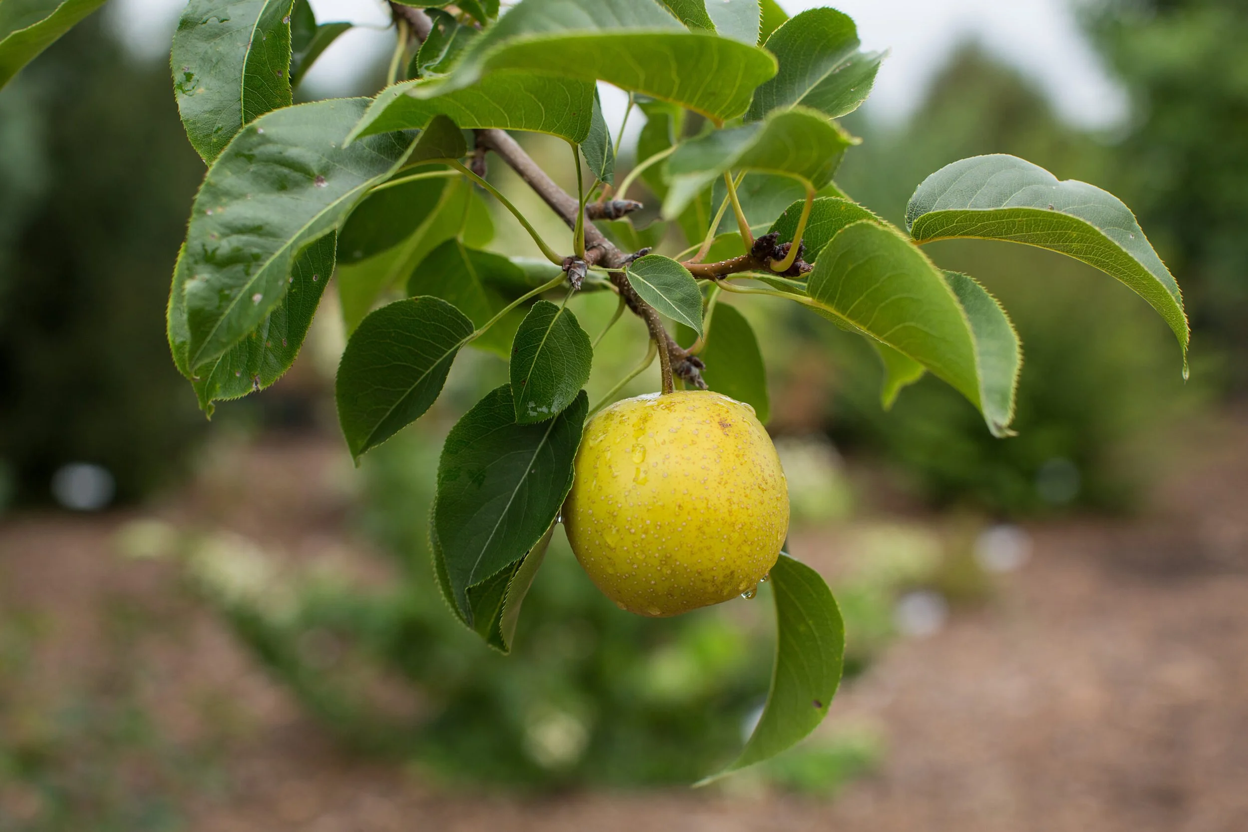 Tawara Asian Pear