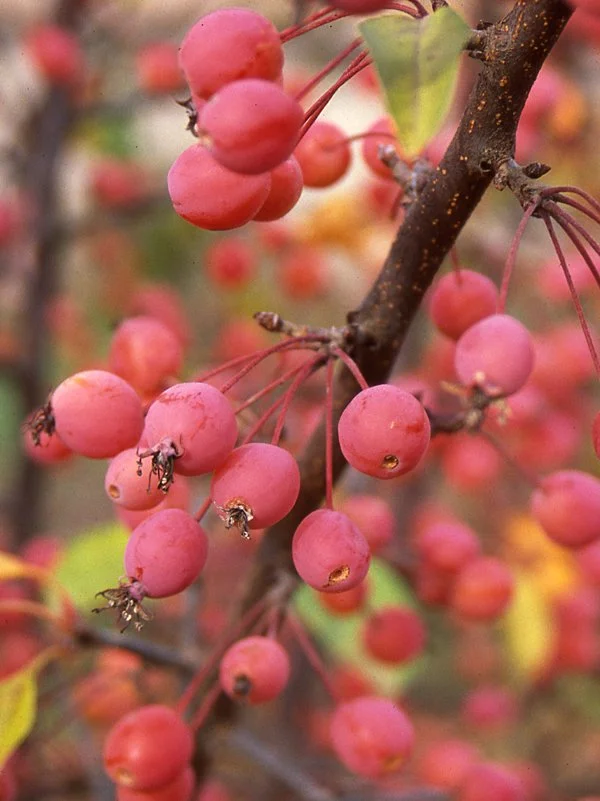 Adirondack Crabapple