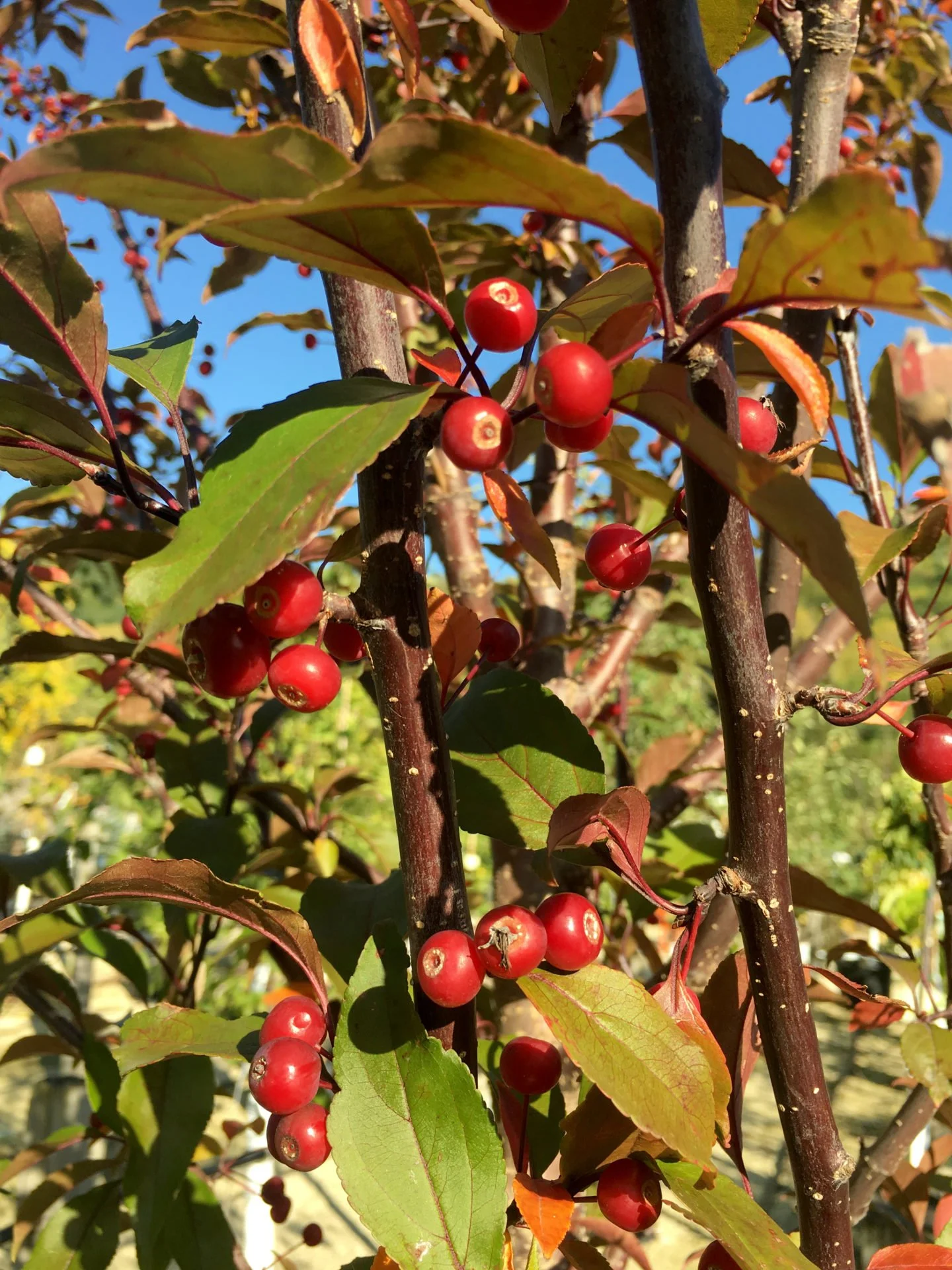Ruby Tears Crabapple