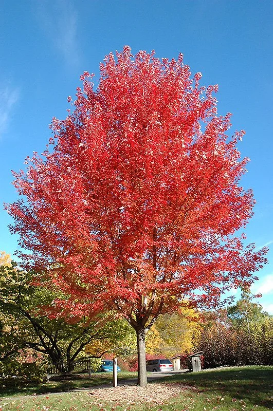 Autumn Blaze.jpg