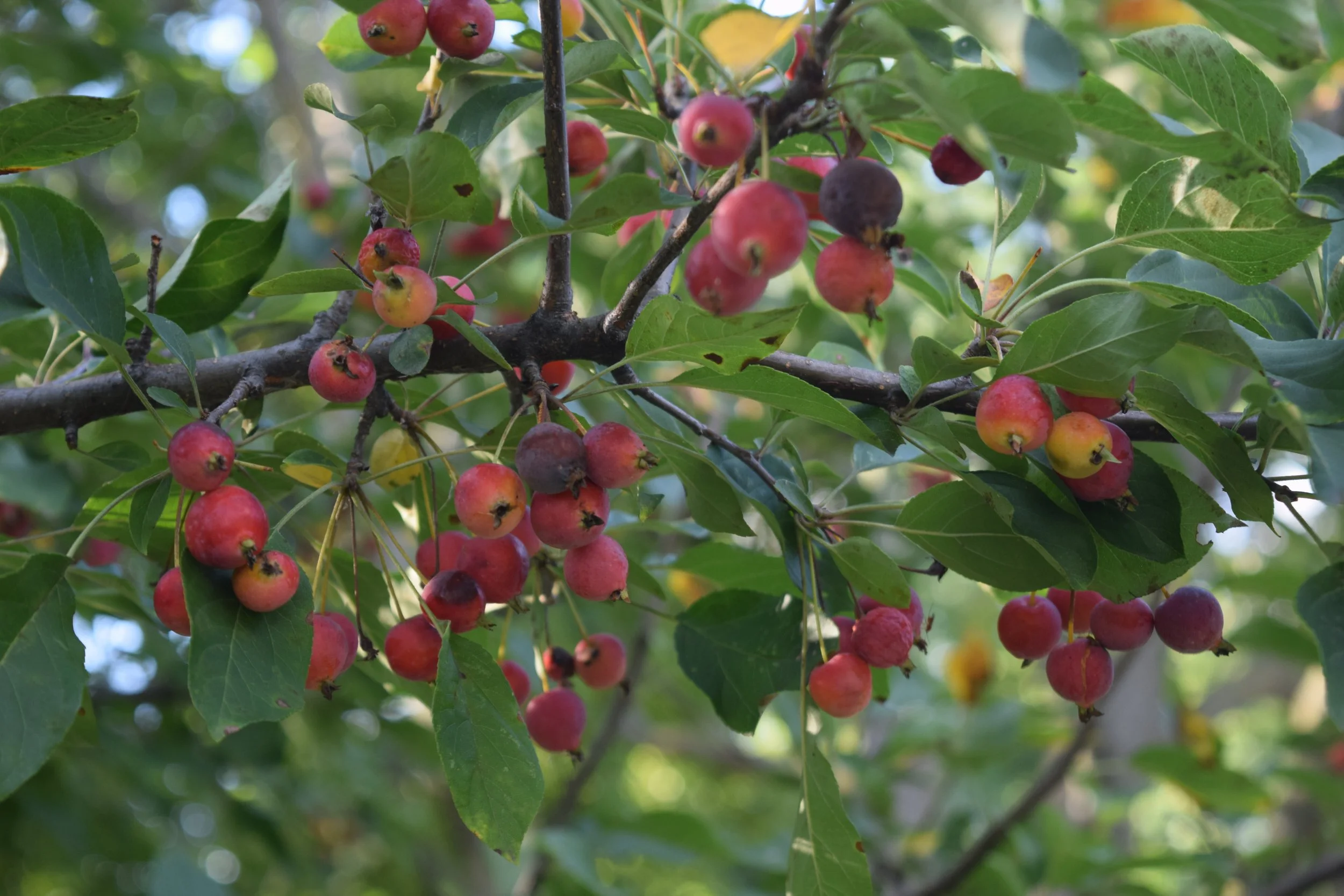 Donald Wyman Crabapple