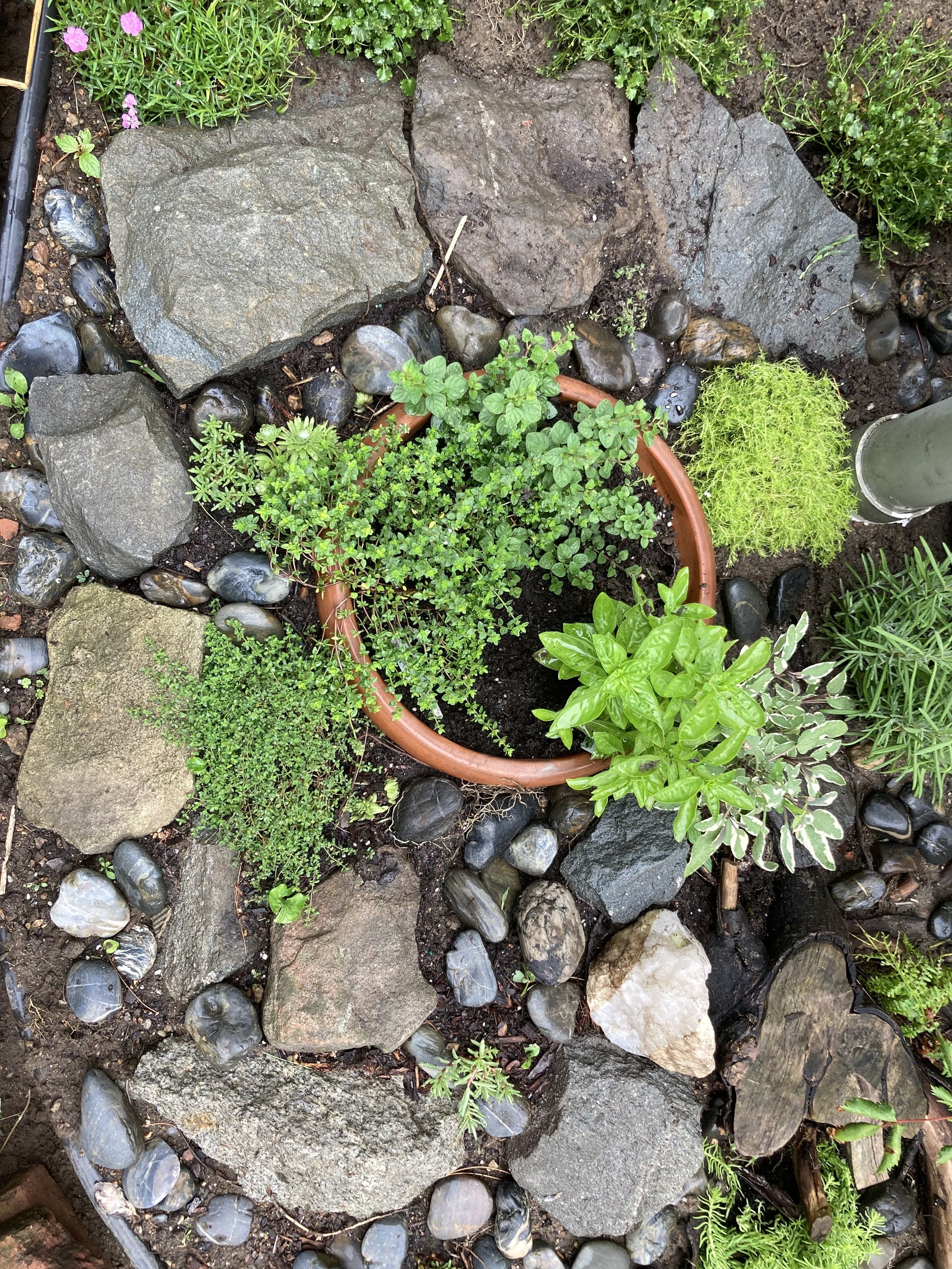 Detail: Rock and herb garden