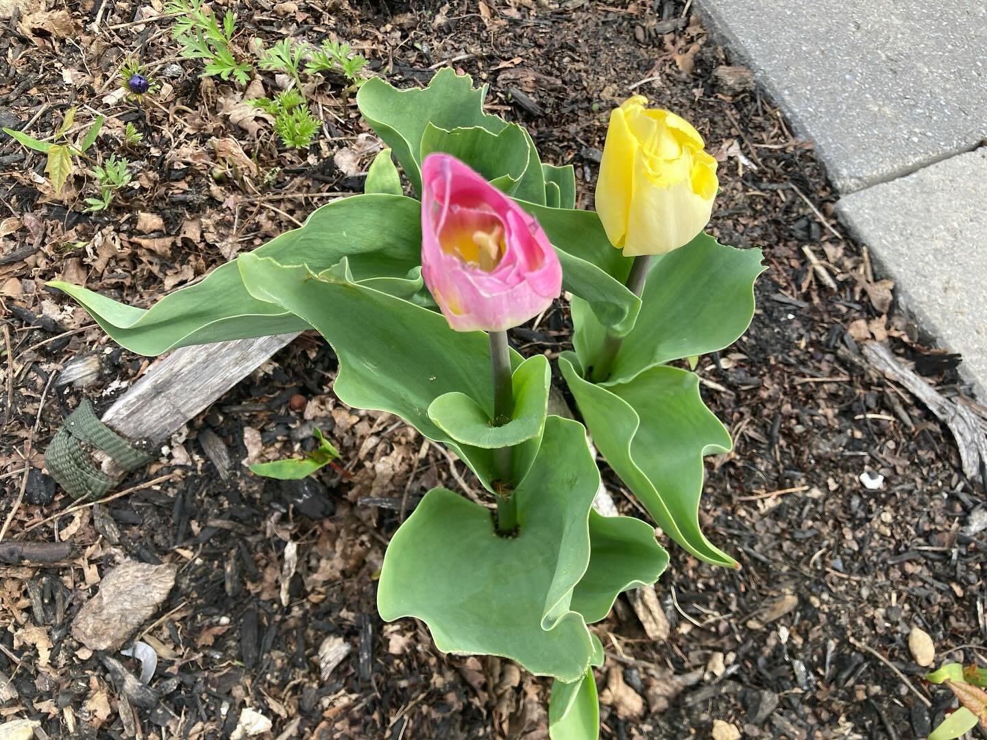 Bunnies LOVETULIPS!!