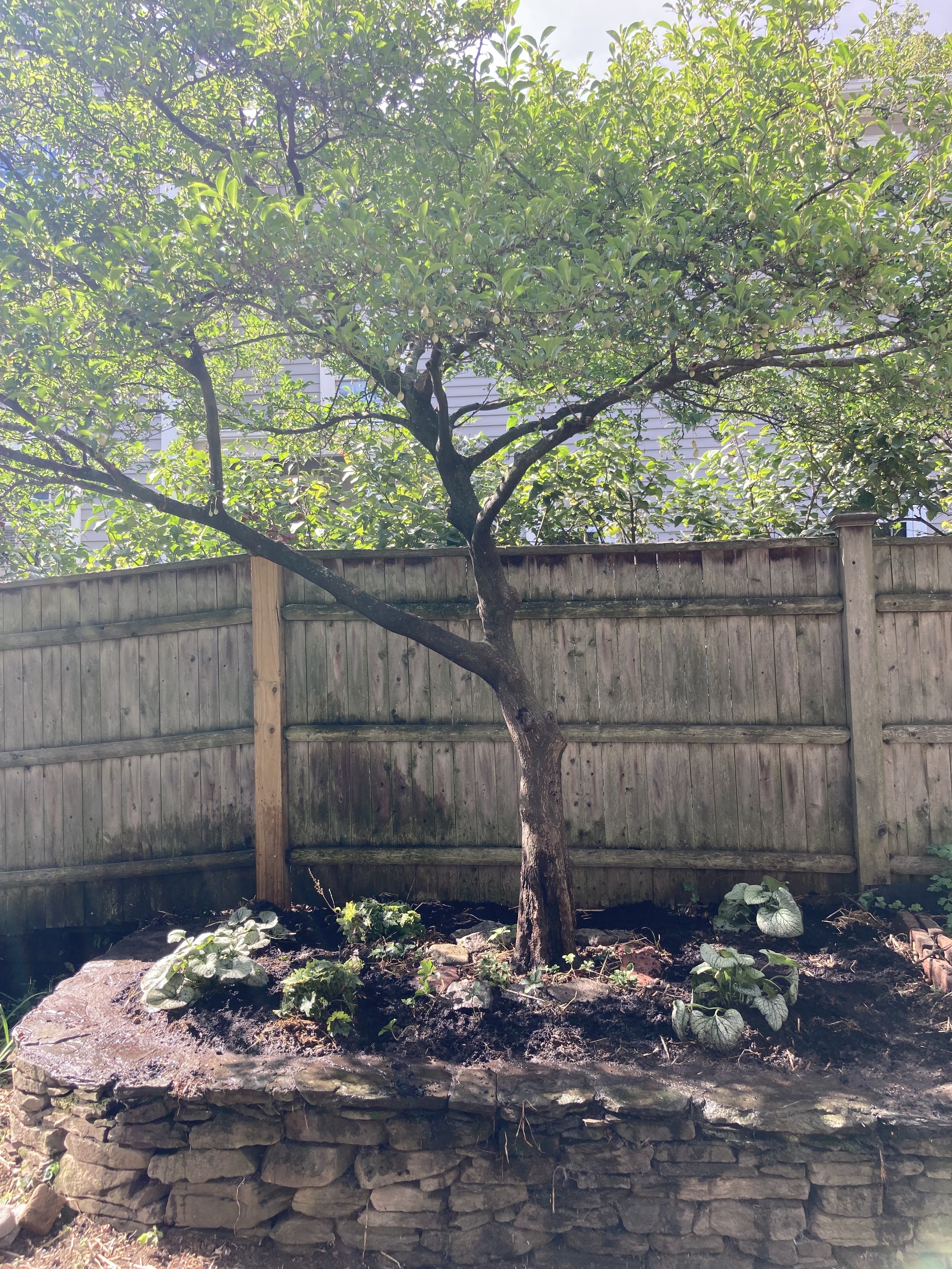 AFTER: Disentangled Japanese Snowbell