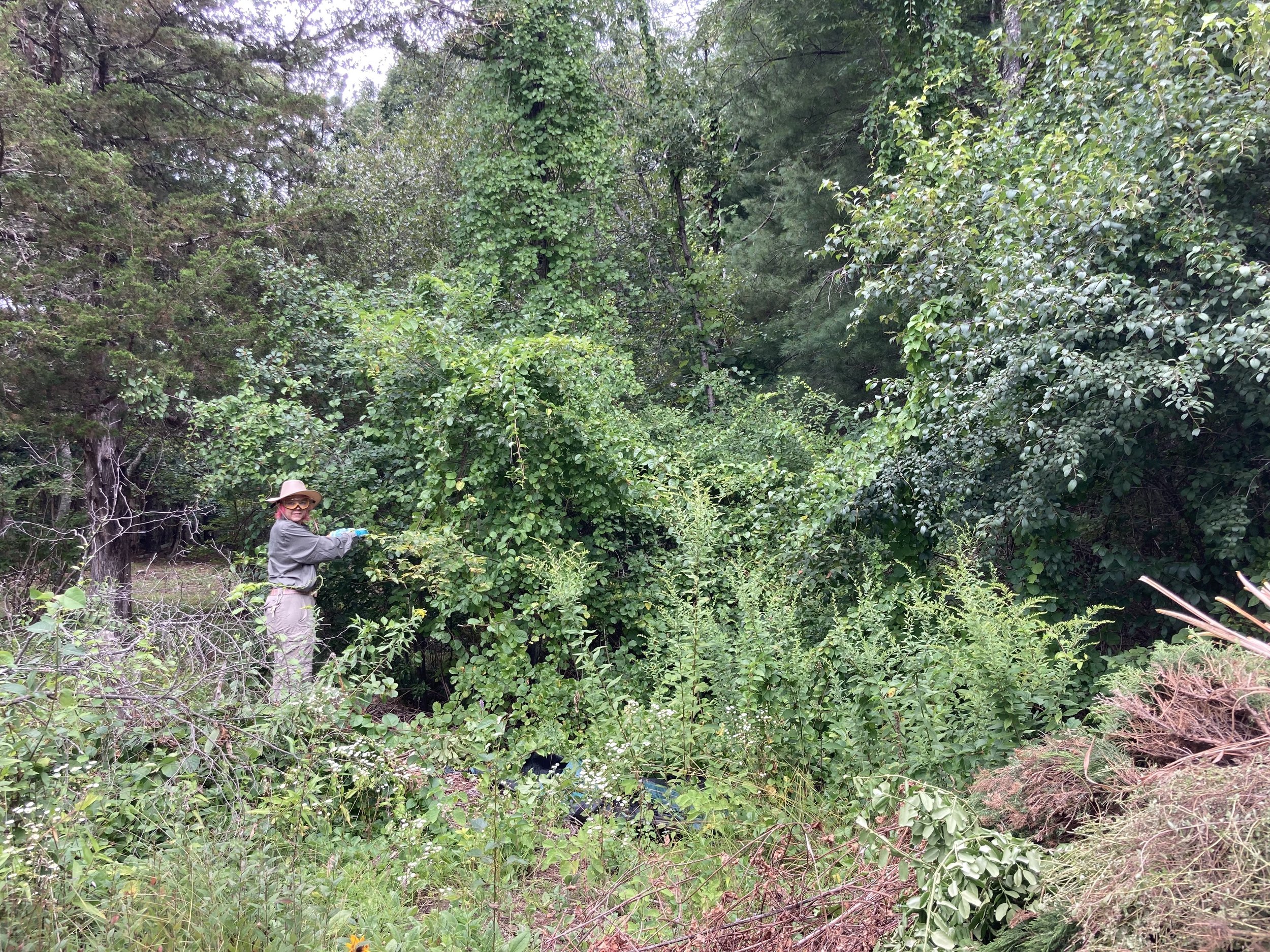 BEFORE (SUMMER 2021) Garden Covered in Bittersweet