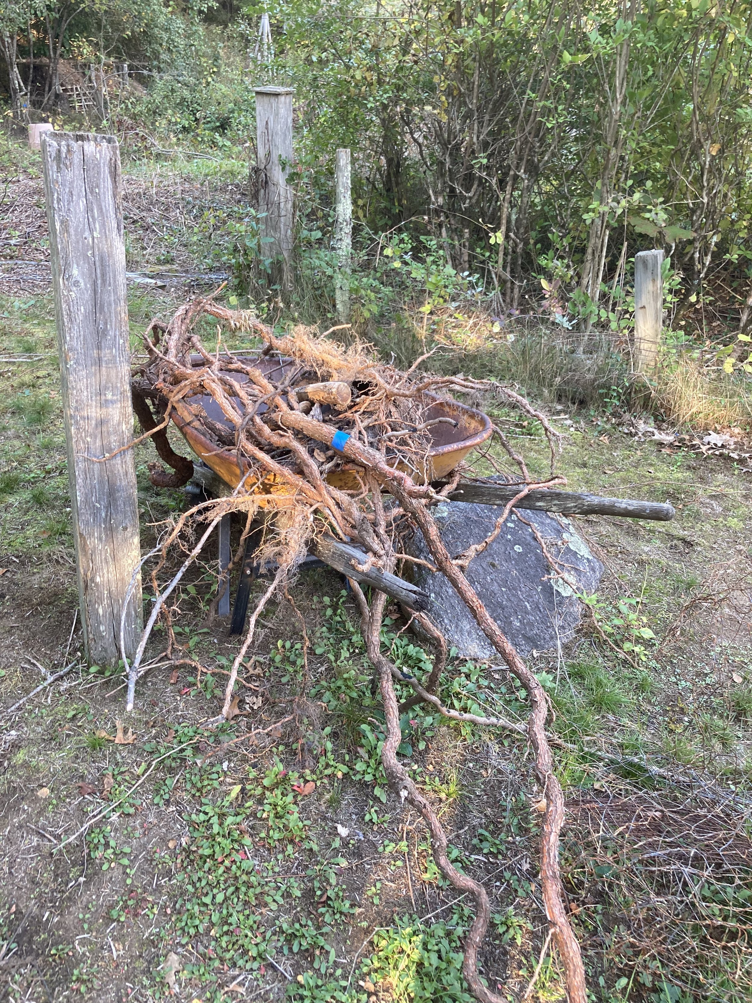 Barrel of Bittersweet!