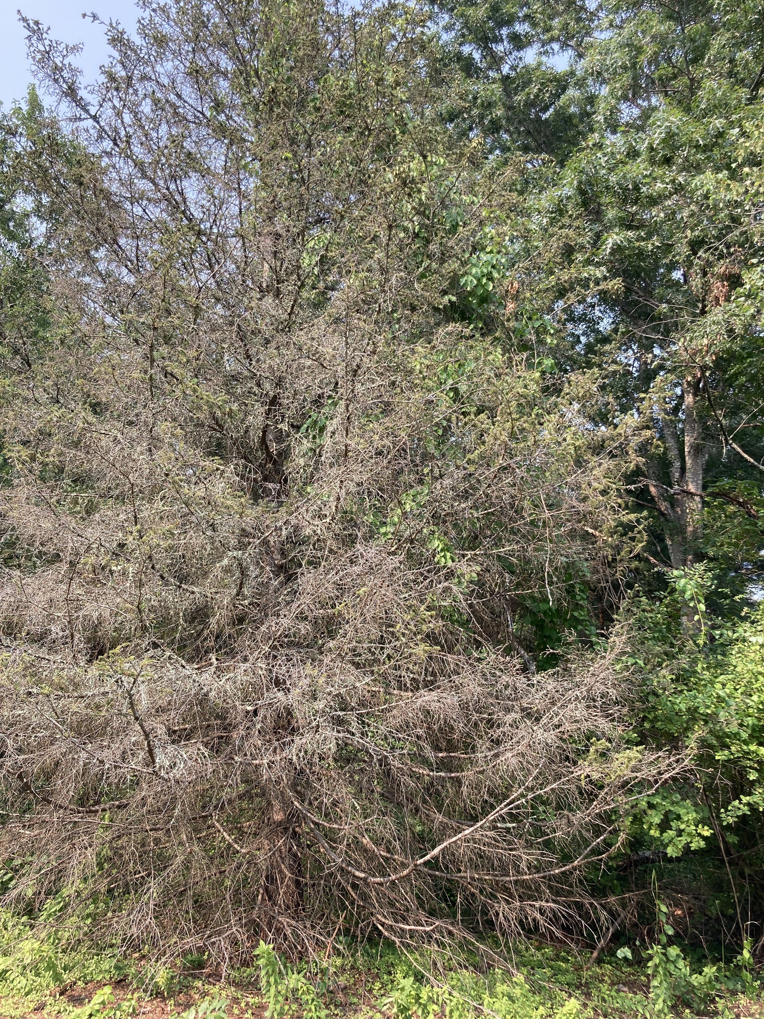 BEFORE: (Summer 2021) Spruce entangled in Bittersweet