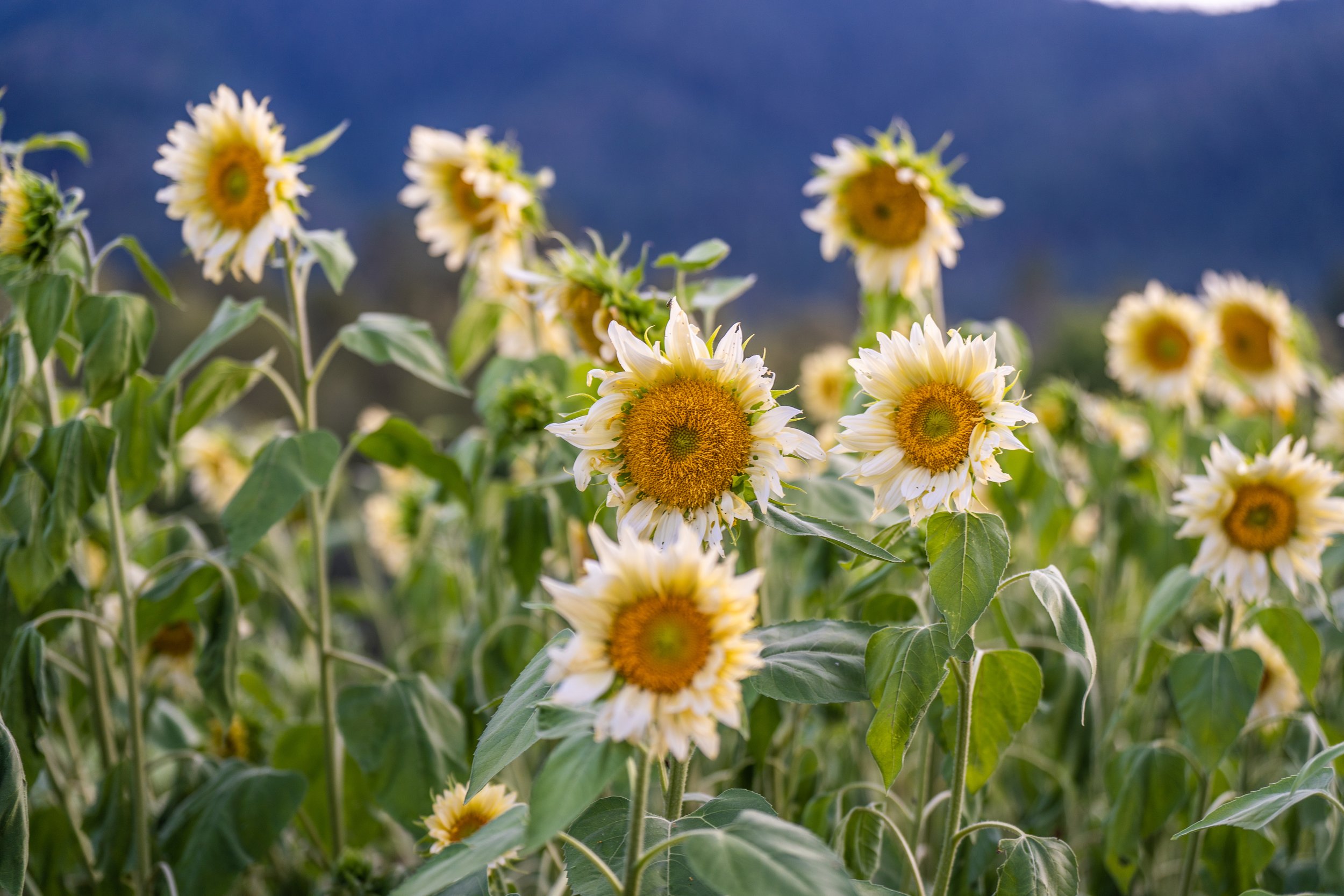 sunflowers - contact.jpeg