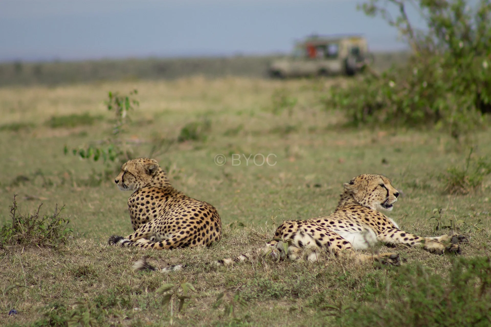 cheetah.jpg