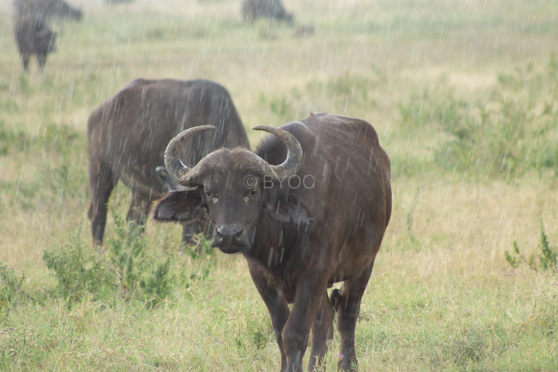 buffalo.jpg