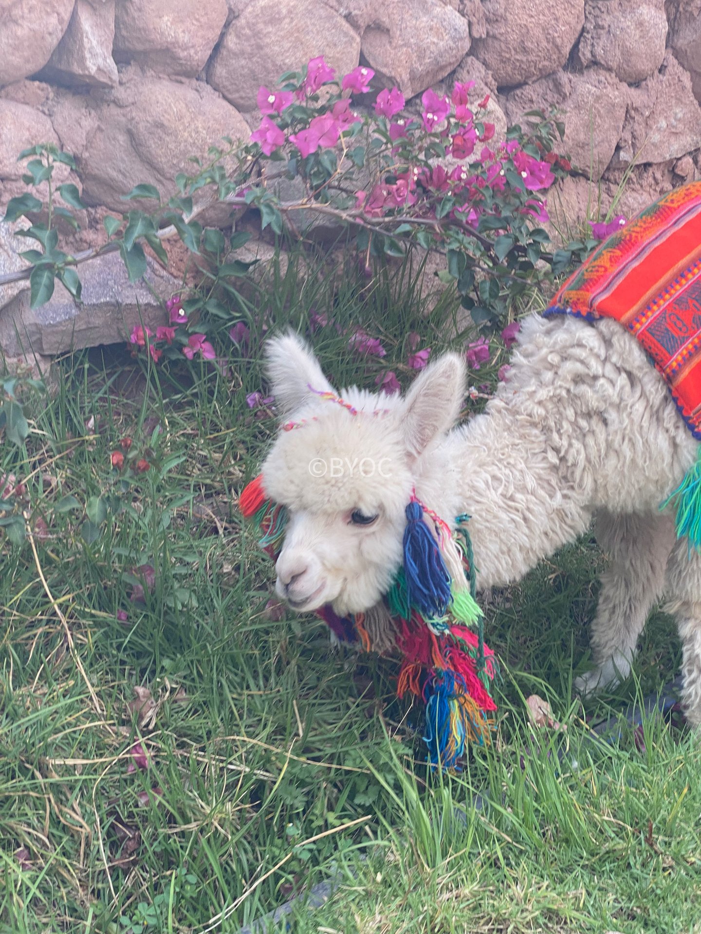 Peru-042.jpg