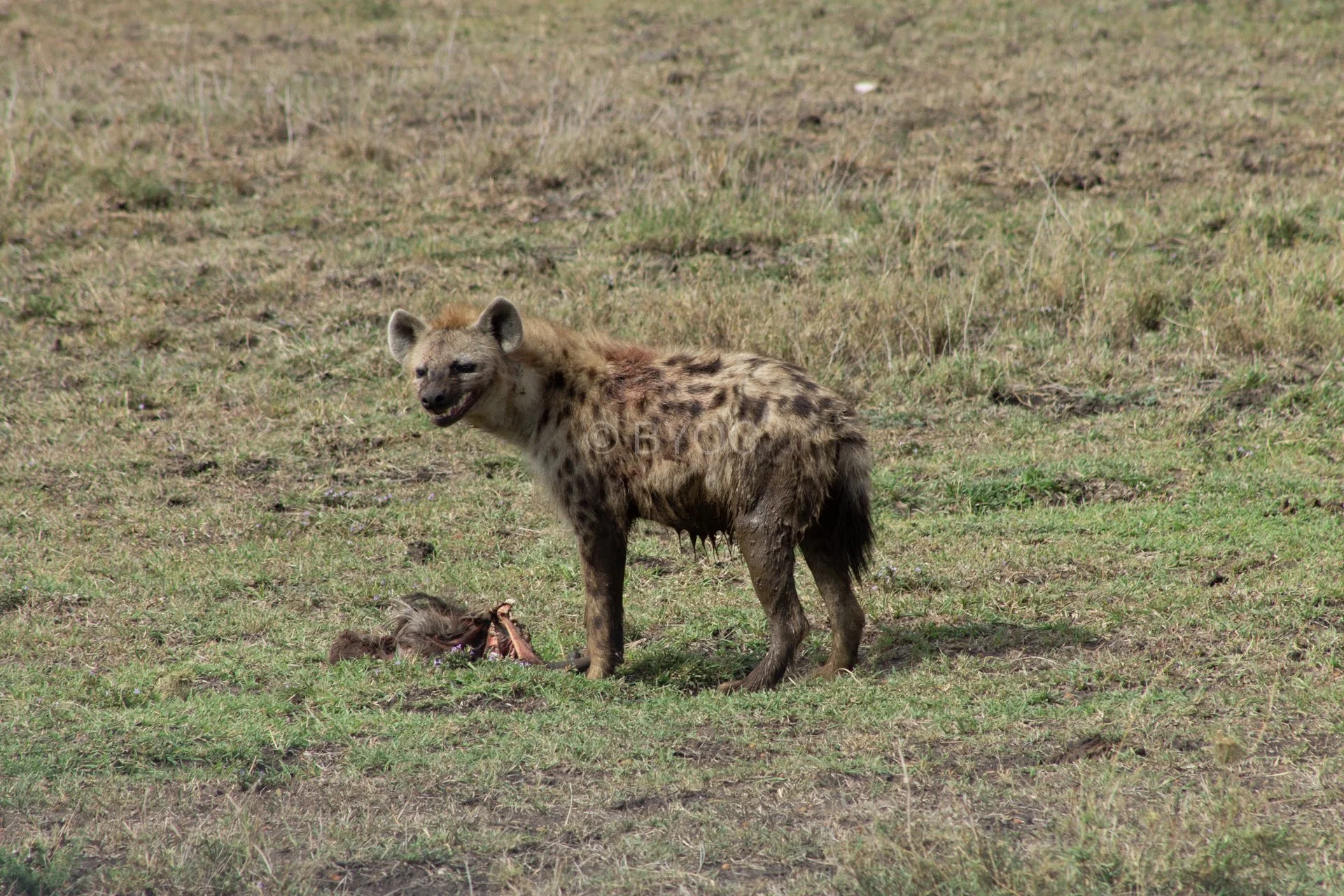 hyena.jpg