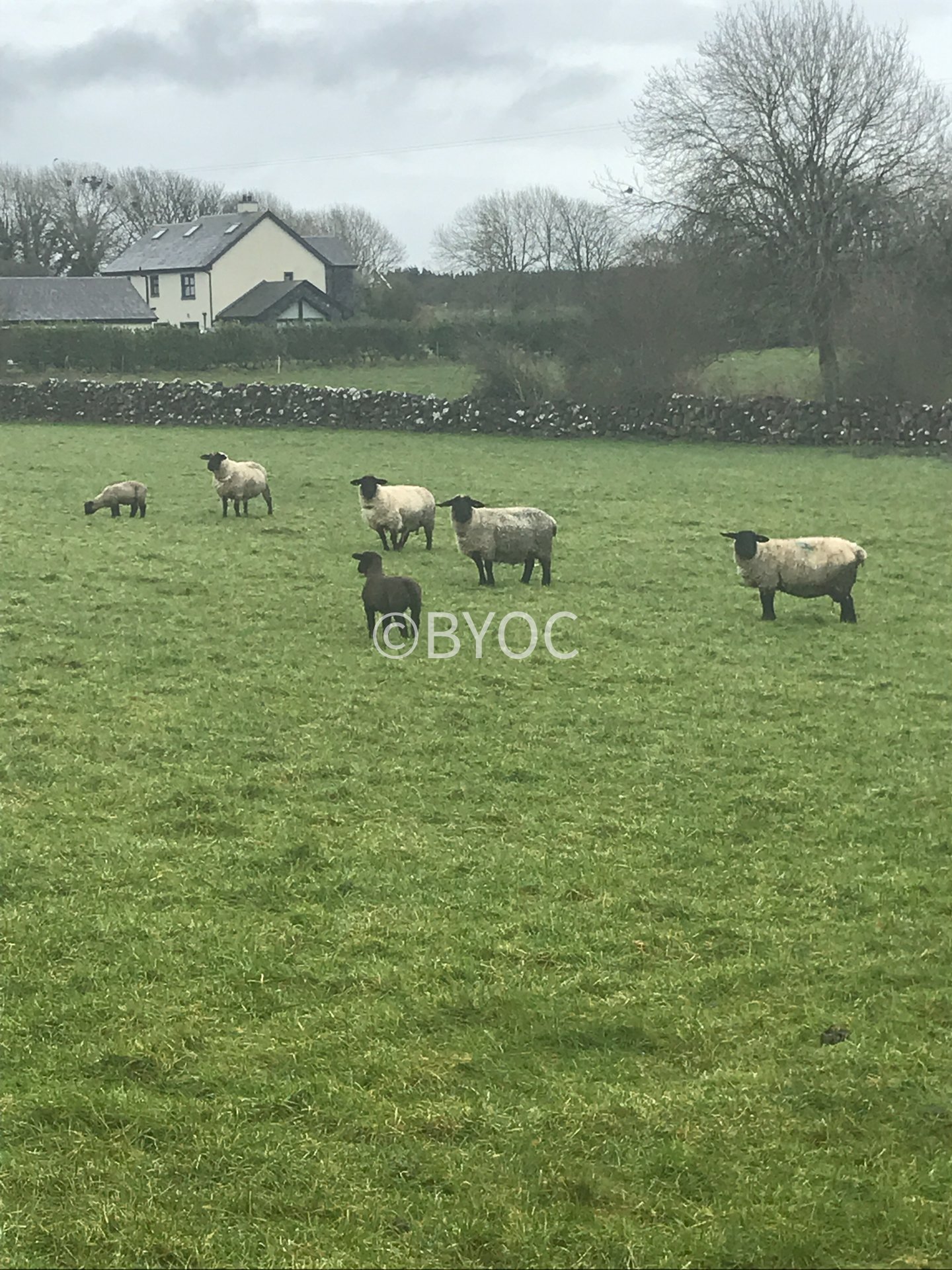 ireland-27.jpg