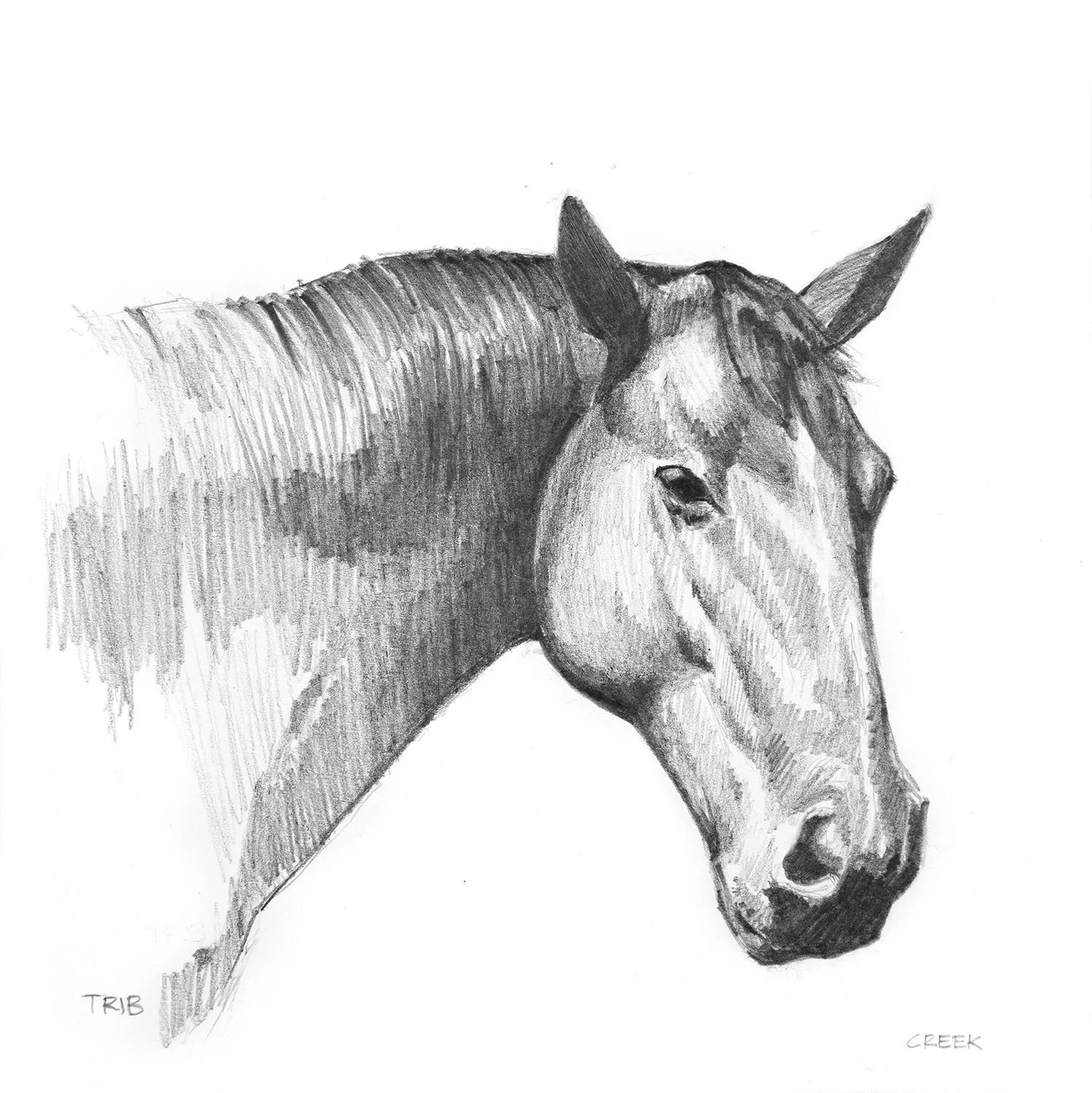 A pencil drawing of a horse's head and neck, showing detailed shading and features, with the horse's name 'TRIB' in the lower left corner, short for Tribulator.
