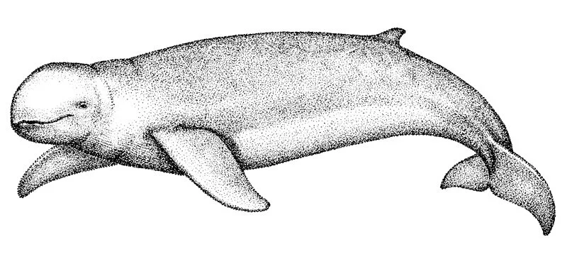 irrawady-dolphin.jpg