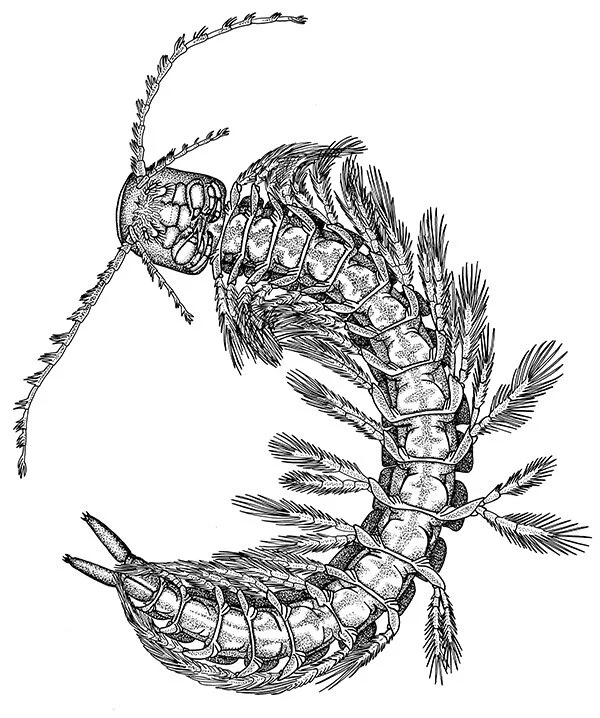 Speleonectes_copyright brubaek.jpg