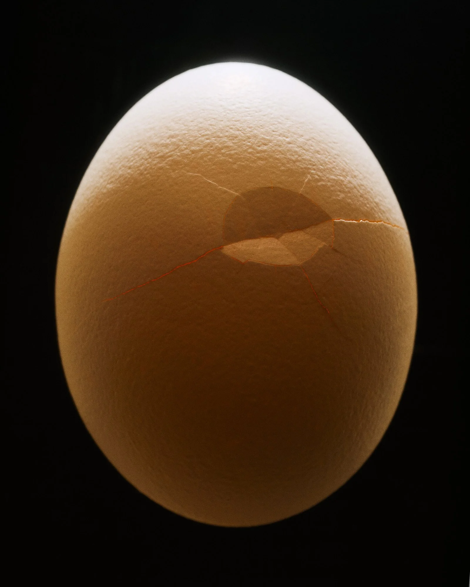 Rikky-Fernandes-2025-1508-Egg.jpg