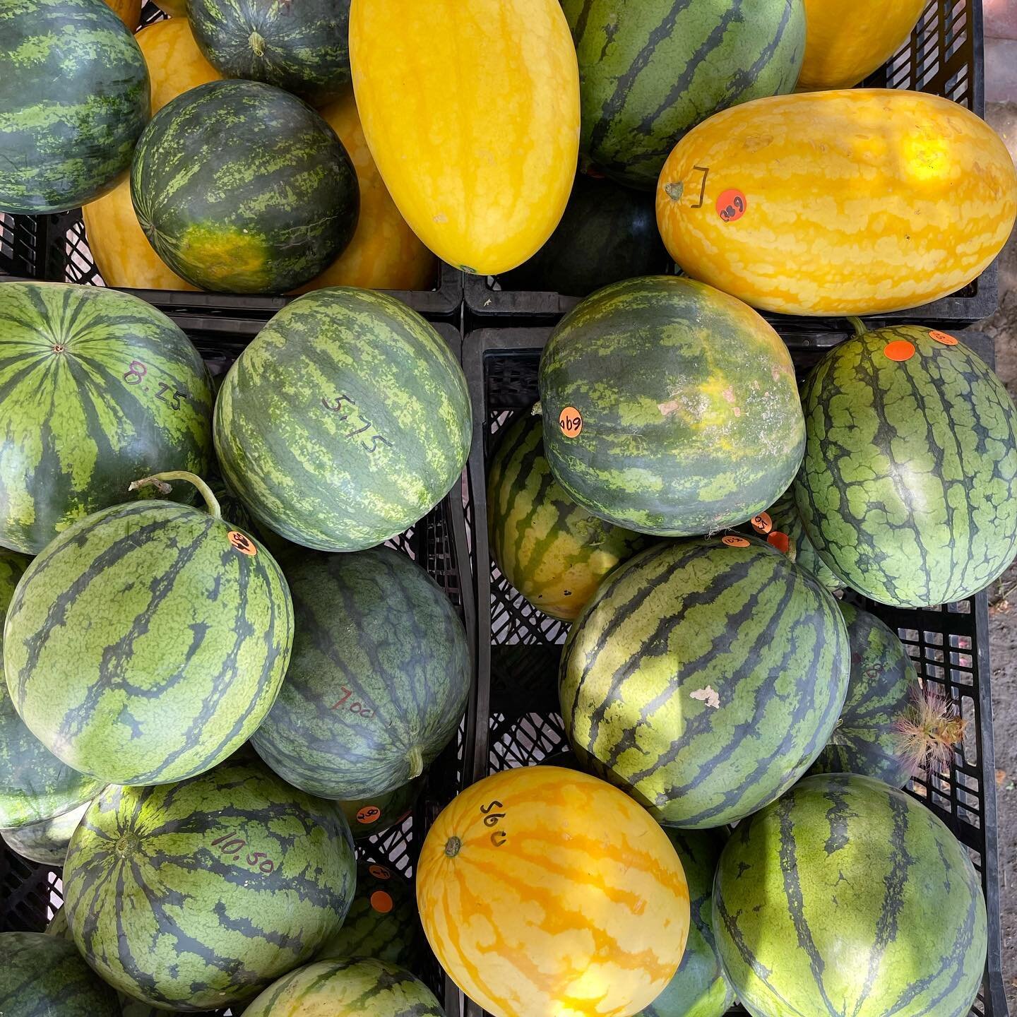 I&rsquo;m up in the air on where I want to live, which is weird. At my age.  To be so not tied down. So I&rsquo;ve vowed to to make the most of my San Diego summer, to see if I can be happy here. Shopping at Chino Farm is definitely top on the list w