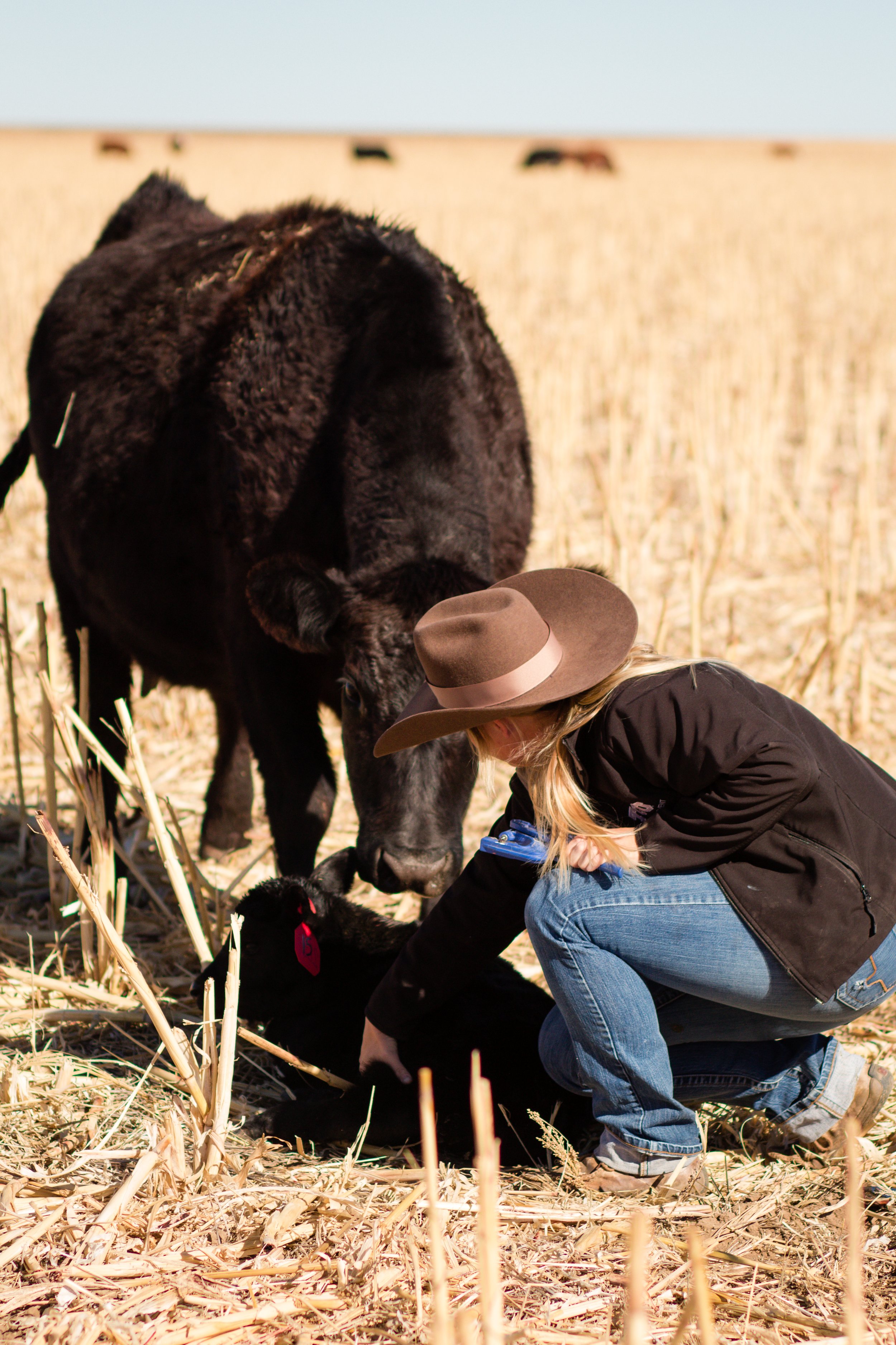 Calving Season Deprivation