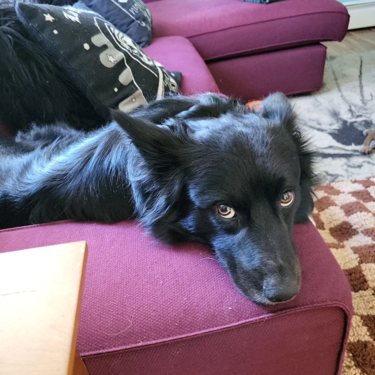 The guilt trip I get for trying to go live the rest of my life 🐶🙄