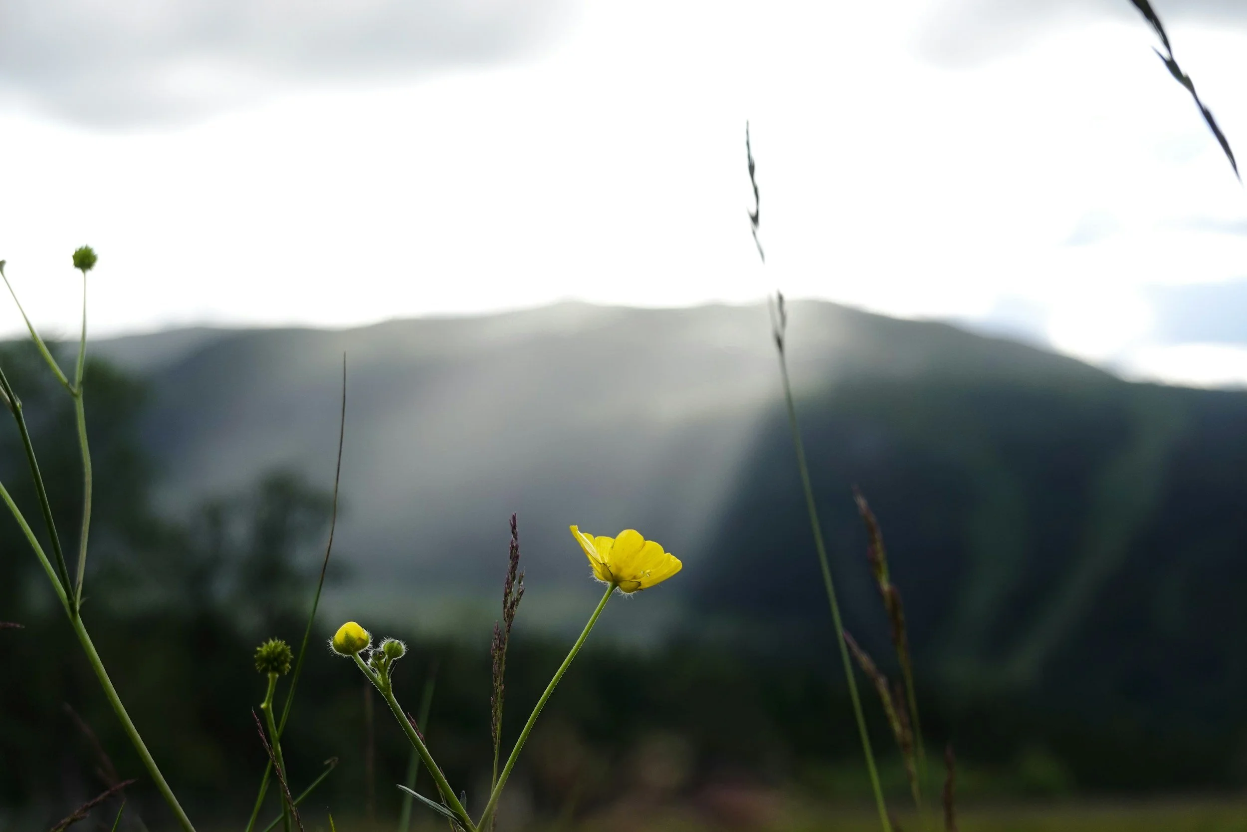 Yellow wildflower and grasses in the foreground with misty mountain hills under a bright cloudy sky