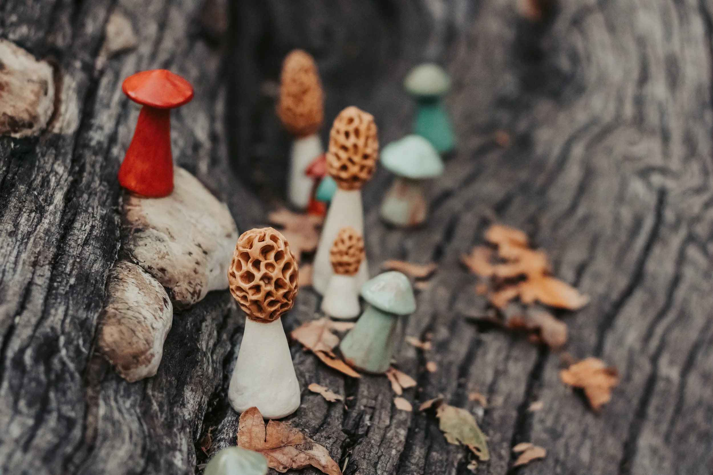 Colorful miniature mushrooms on a tree bark with dry leaves scattered around