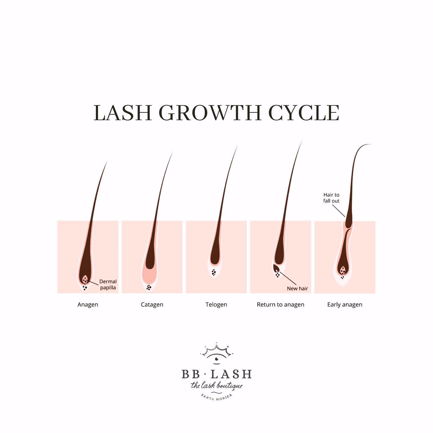 Why are regular fills so important? 

Everyone is born with a predetermined number of hair follicles, and each individual eyelash is programmed to reach a certain length before shedding. But worry not, like everything on earth, living or otherwise, e