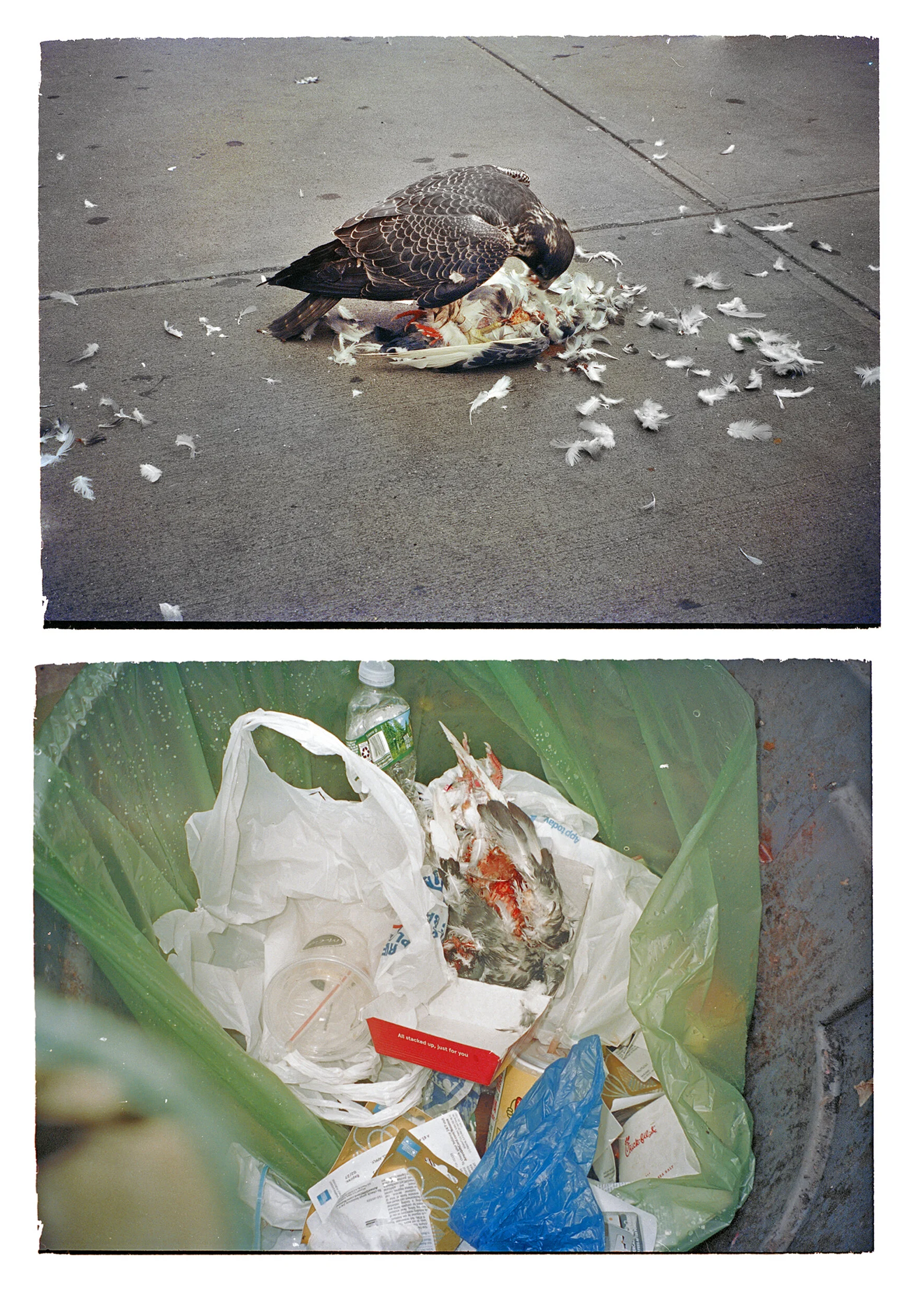 birds merged.jpg