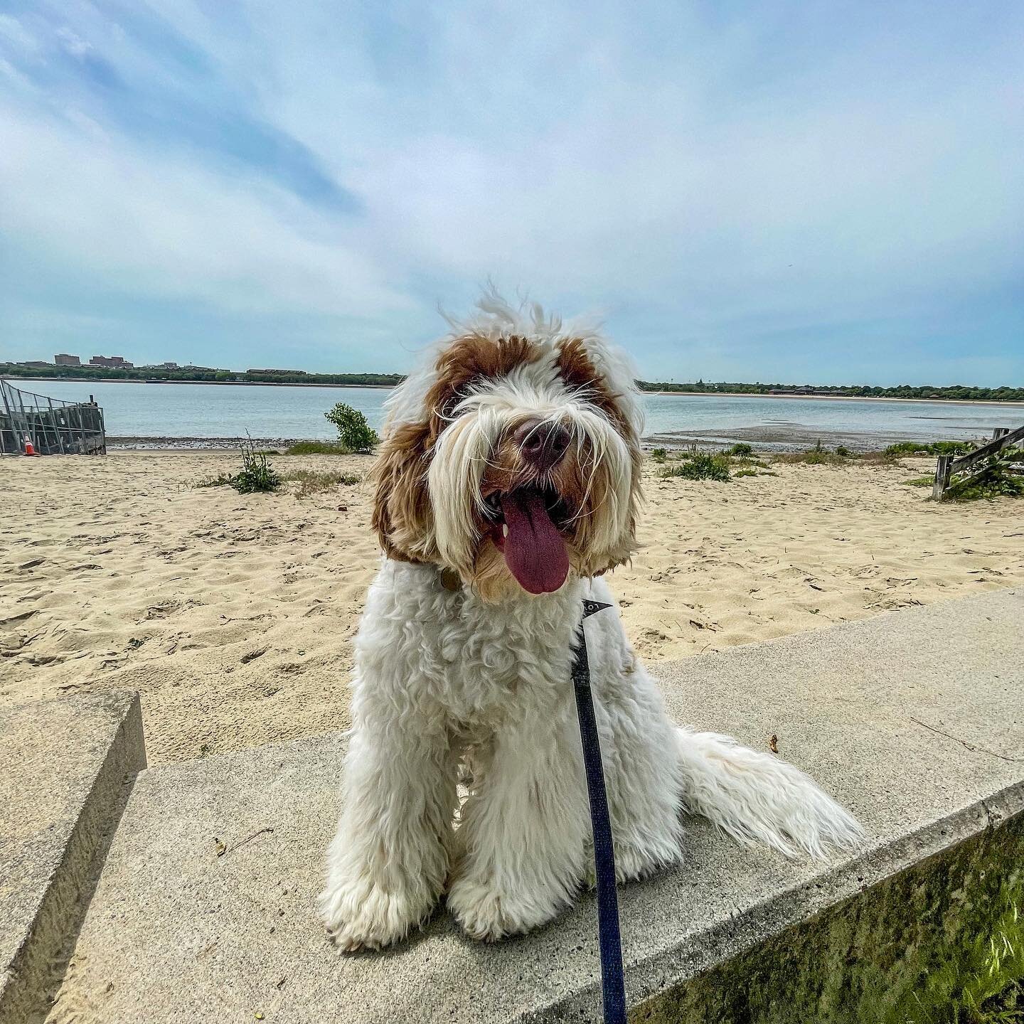 #hi 👋 #southie 👋  it&rsquo;s #me @caymus_is_a_parti 🐾 🐾🐾 #happy 👅 #tot 👅 
:
:
:
:
:
#hapypawsboston #happydog #dogsofinstagram #doglife #southboston #southiedogs #boston #southboston #02127 #babe #mansbestfriend #doodle #babe #handsomeboy #ado