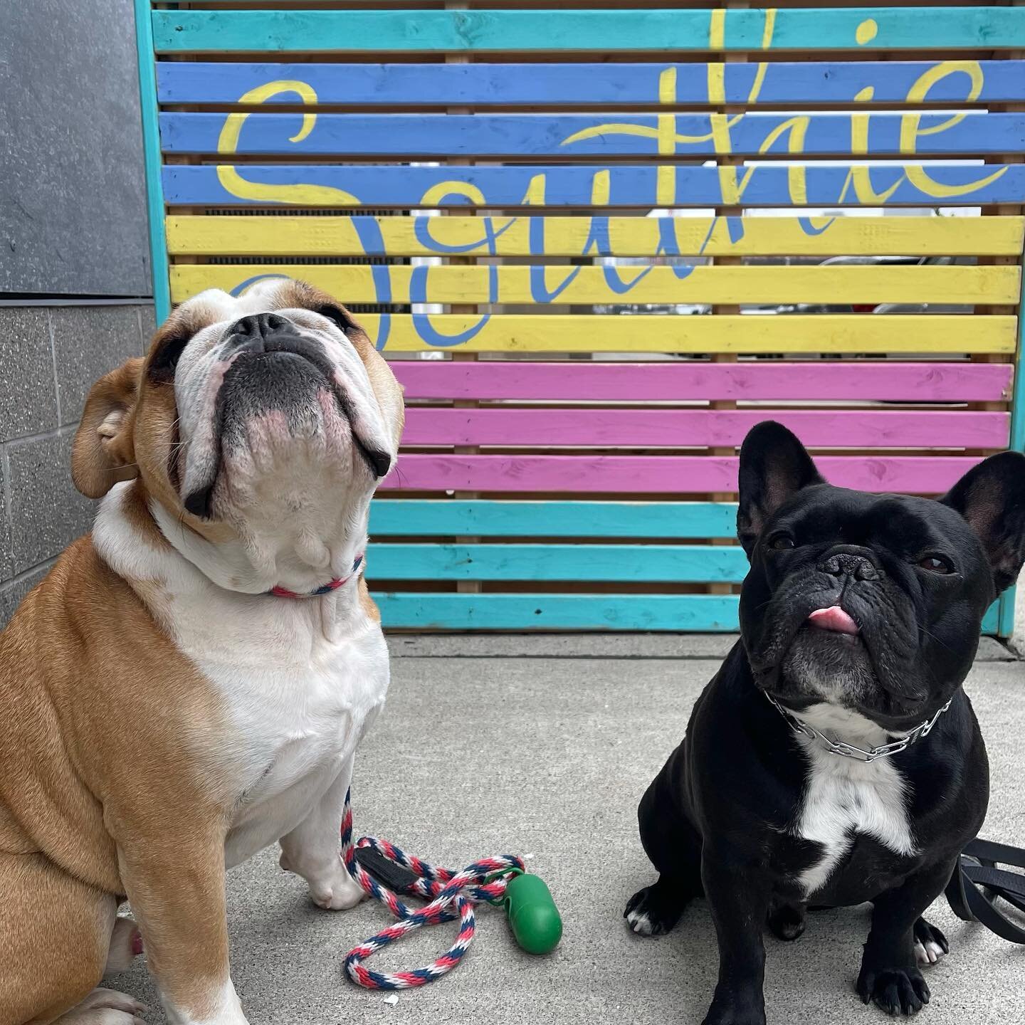 #party on #southie 🎉 it&rsquo;s #friyay 🙌 🐾 #hamilton 🐾 @lincolnthebully 
:
:
:
:
:
:
#happypawsboston #happiness #happyboys #dogsofinstagram #dog #dogs #southiedogs #dogsofinstagram #dogsofinsta #dogsofsouthboston #02127 #bulldog #bulldogsofinst